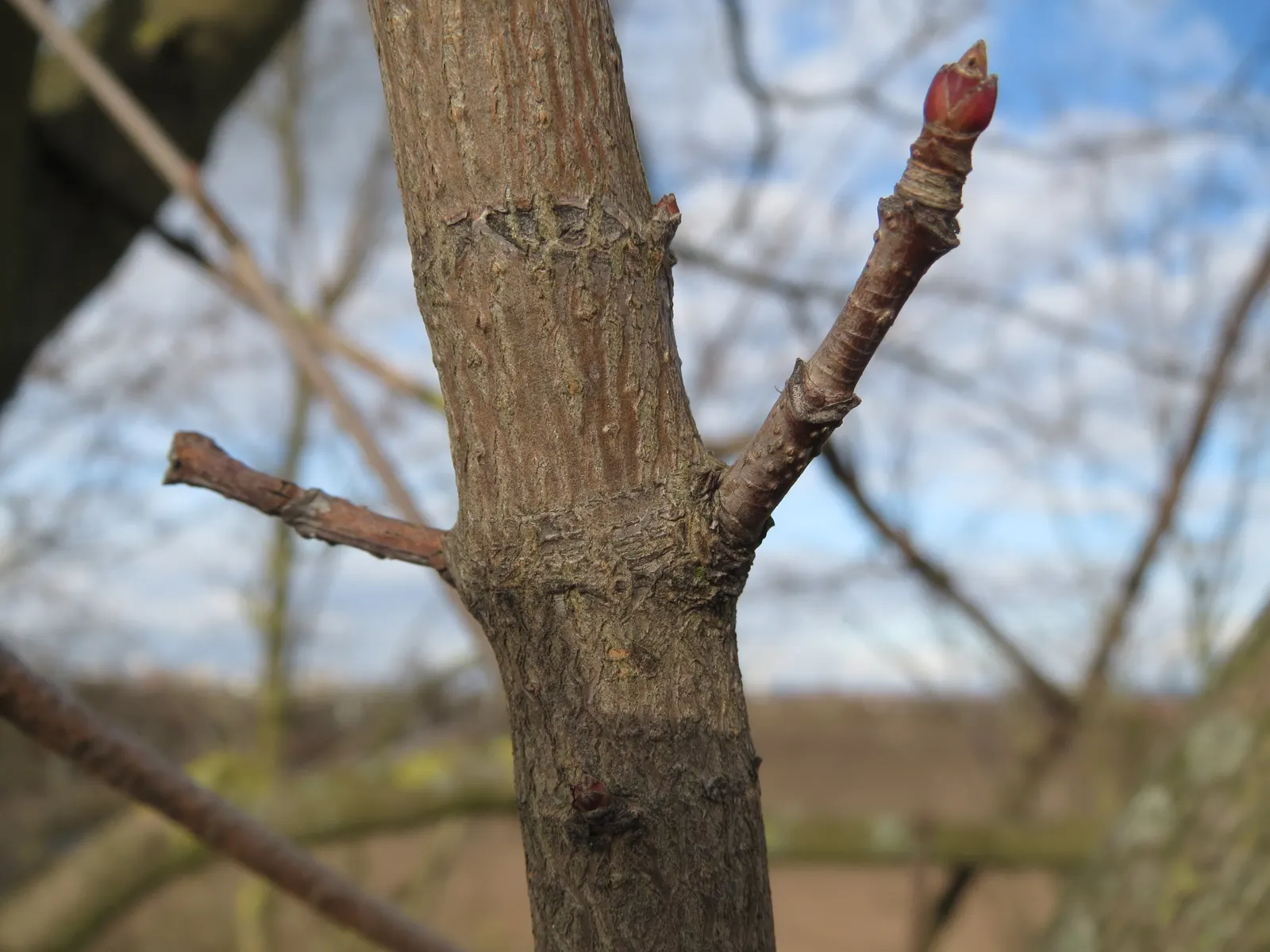 Winter's Bark (Drimys Winteri) — It reaches up to 20-60 feet in height and spreads about 15-20 feet; cinnamon-scented bark and leathery