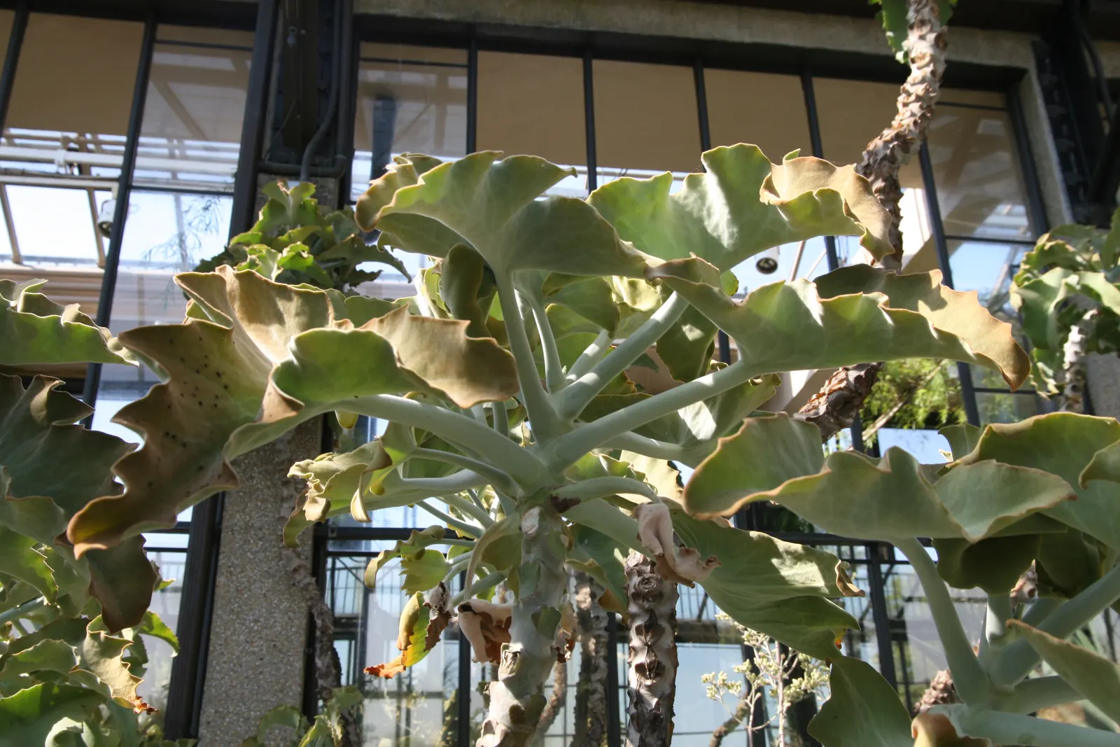 Felt Plant Or Bush, Velvetleaf (Kalanchoe Beharensis) — giving it a velvety texture