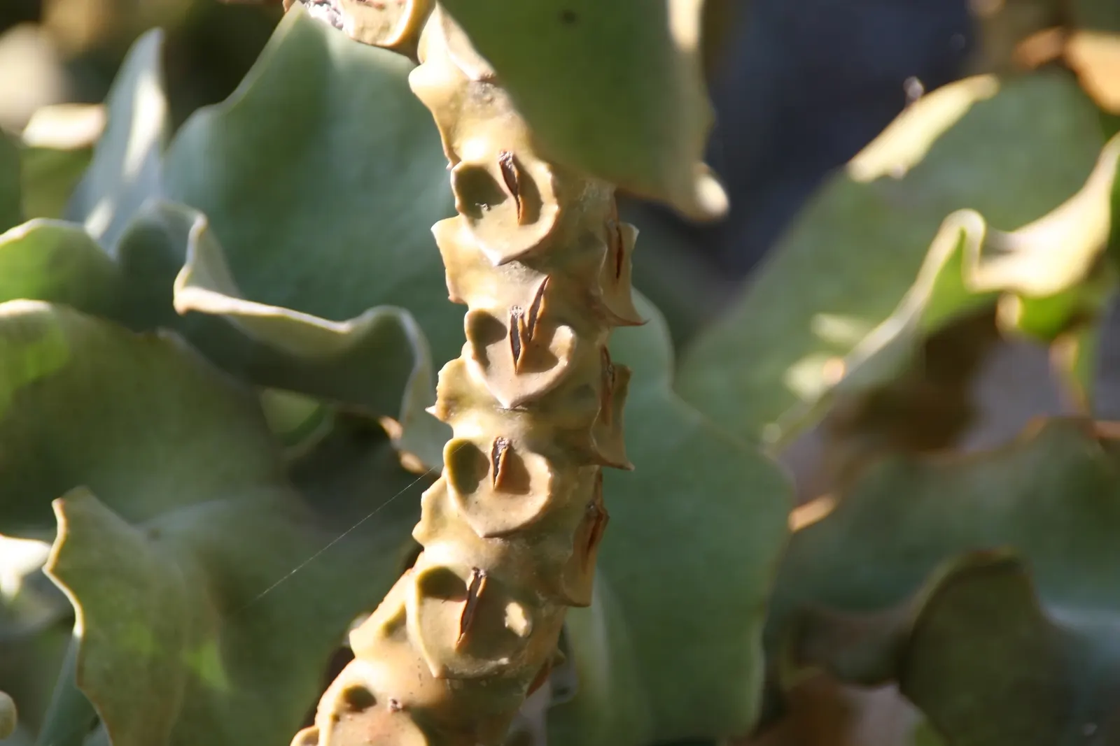 Felt Plant Or Bush, Velvetleaf (Kalanchoe Beharensis) — It is drought-tolerant once established, requiring minimal water