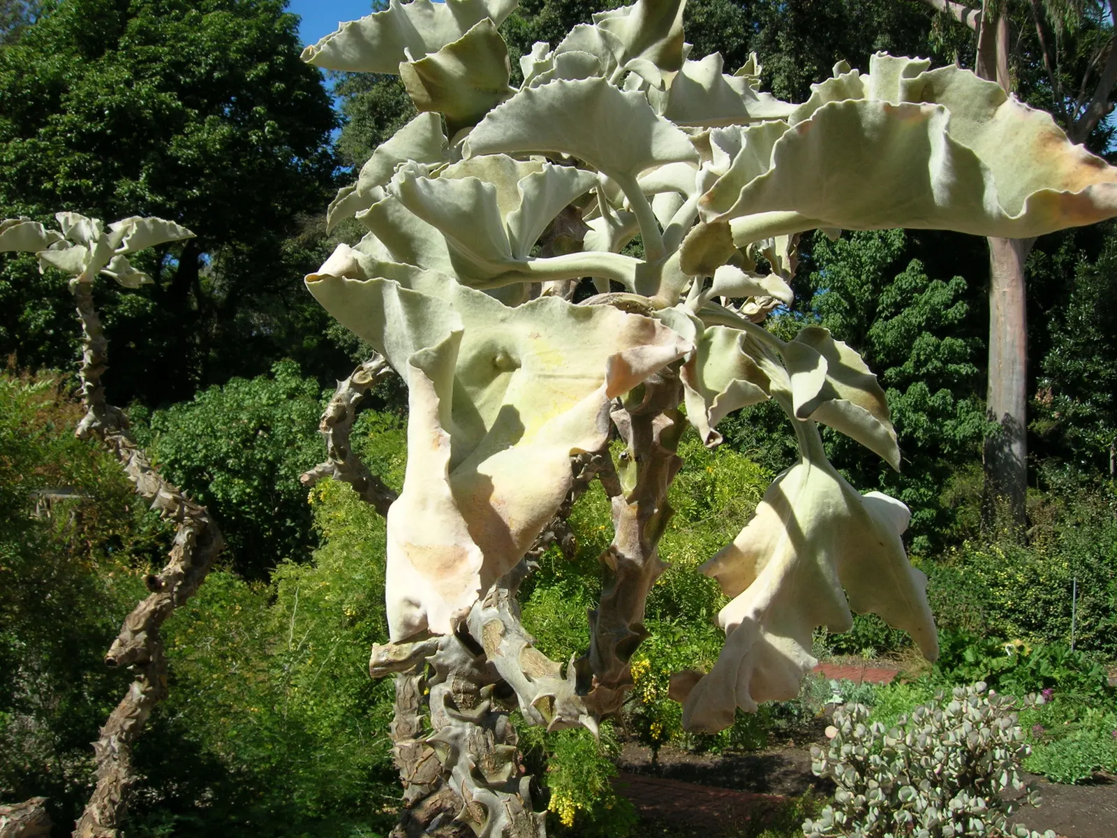 Felt Plant Or Bush, Velvetleaf (Kalanchoe Beharensis) — succulent for full or half; though in particularly hot climates