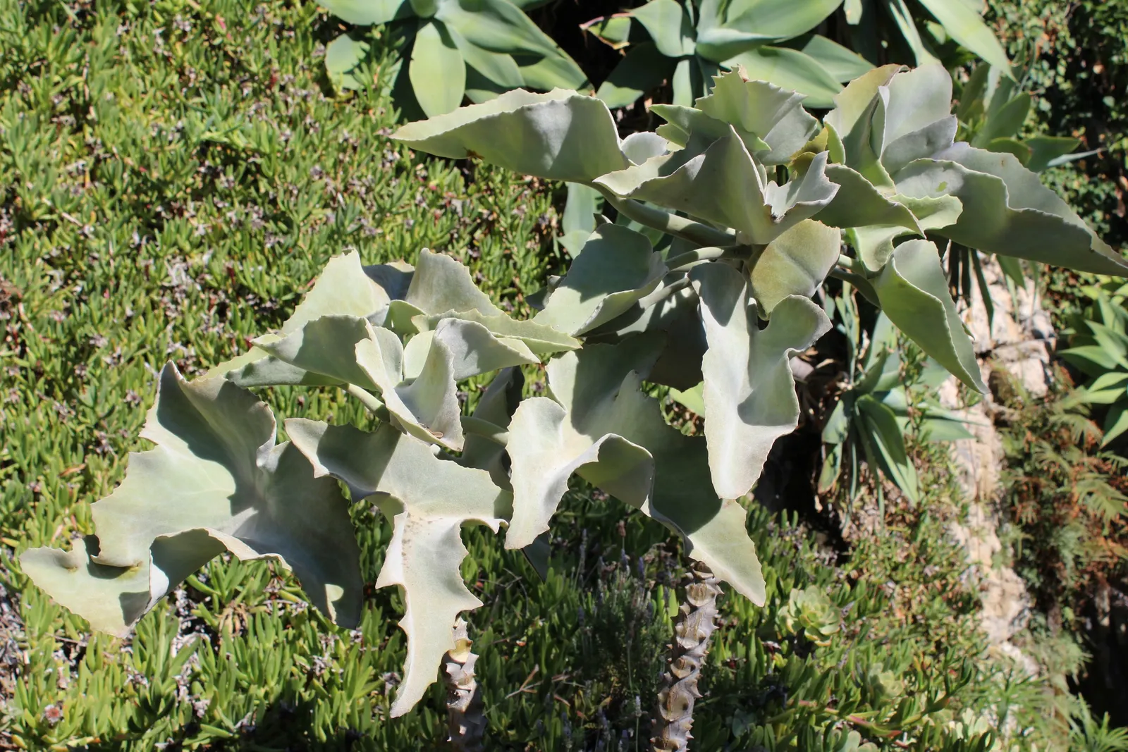 Felt Plant Or Bush, Velvetleaf (Kalanchoe Beharensis) — some afternoon shade is beneficial to prevent scorching; triangular-shaped leaves with a velvety texture