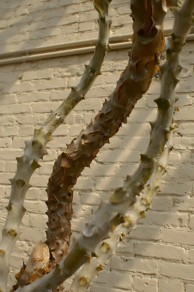 Felt Plant Or Bush, Velvetleaf (Kalanchoe Beharensis) — the foliage of the Kalanchoe beharensis is covered in a fine layer of felt-like hairs