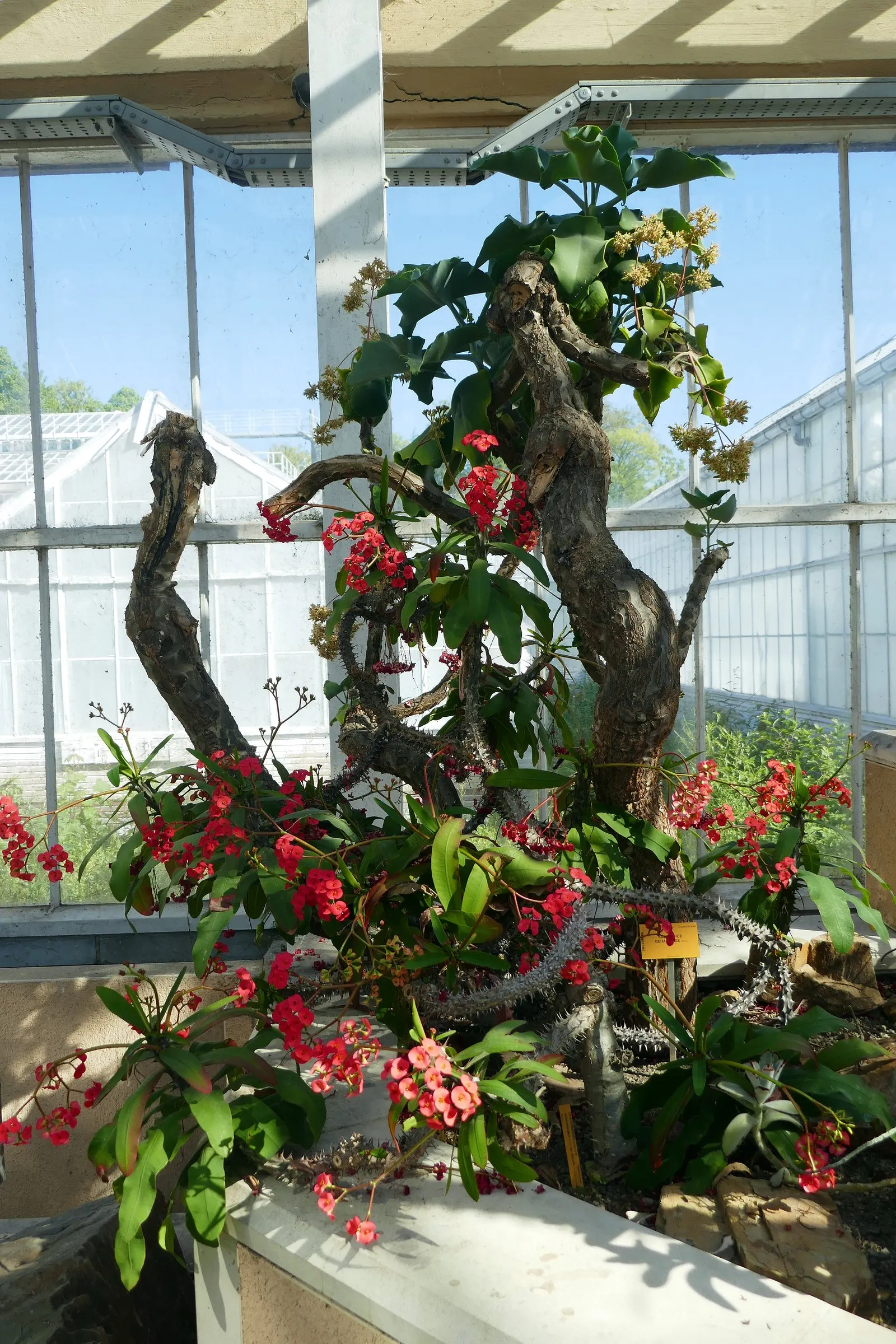 Felt Plant Or Bush, Velvetleaf (Kalanchoe Beharensis) — This slow-growing succulent prefers full sun to partial shade and well-drained soil; the, image 62