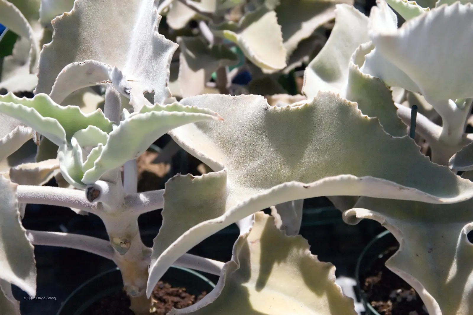 Felt Plant Or Bush, Velvetleaf (Kalanchoe Beharensis) — commonly called Felt Plant or Velvet Leaf; its mature foliage is olive green with a, image 58