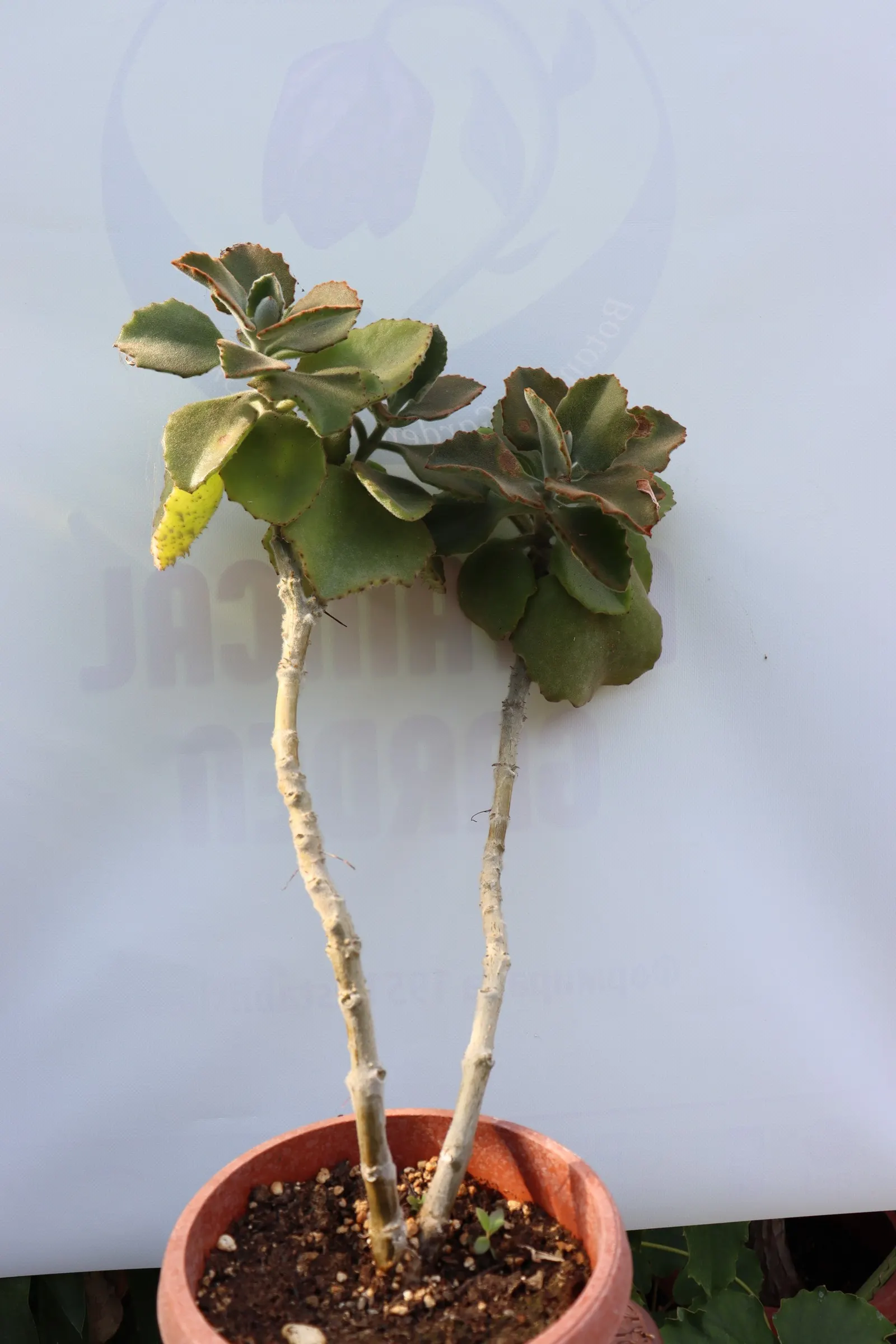 Felt Plant Or Bush, Velvetleaf (Kalanchoe Beharensis) — giving it a velvety texture; this slow-growing succulent prefers full sun to partial shade and
