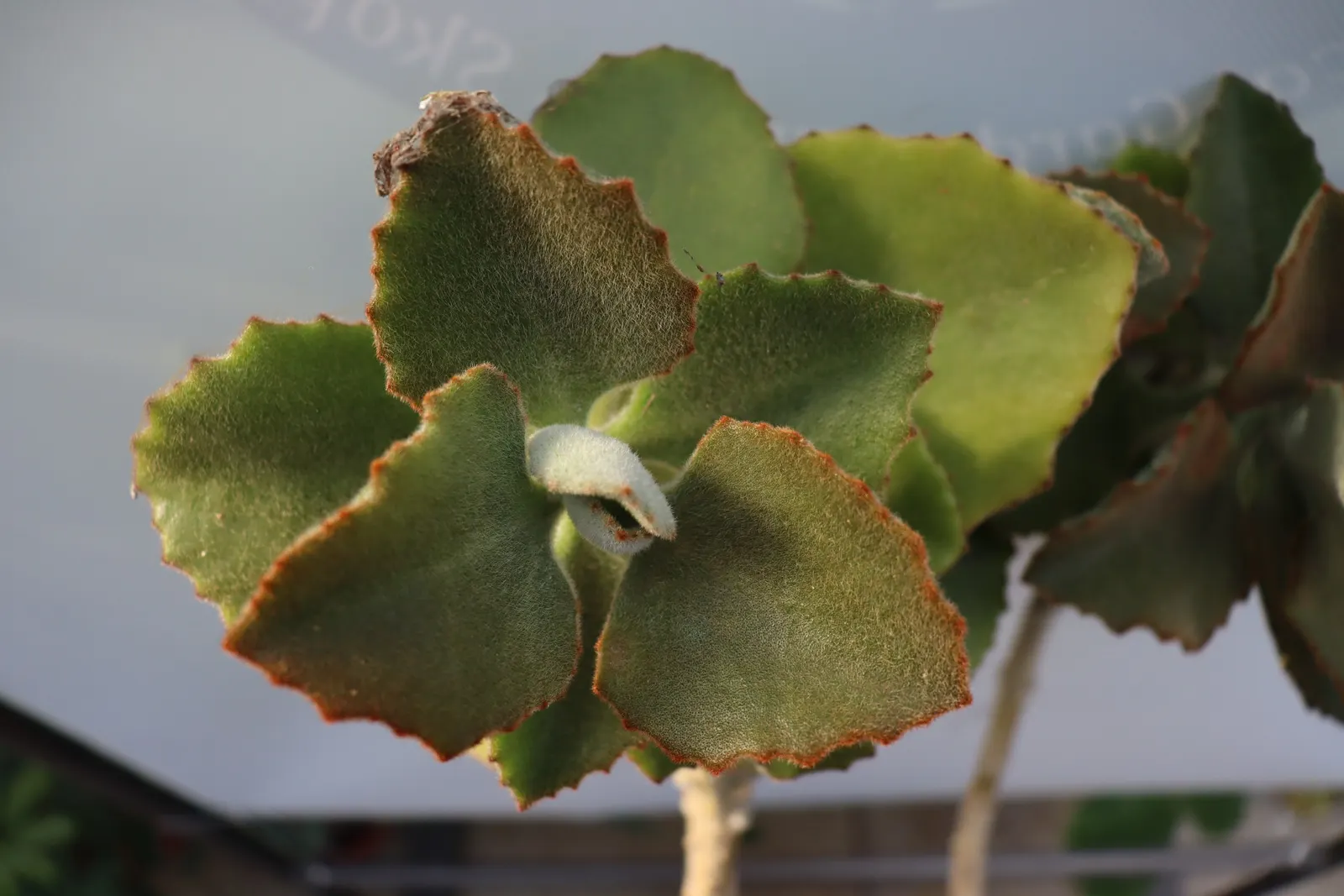 Felt Plant Or Bush, Velvetleaf (Kalanchoe Beharensis) — It is drought-tolerant once established, requiring minimal water; succulent for full or half