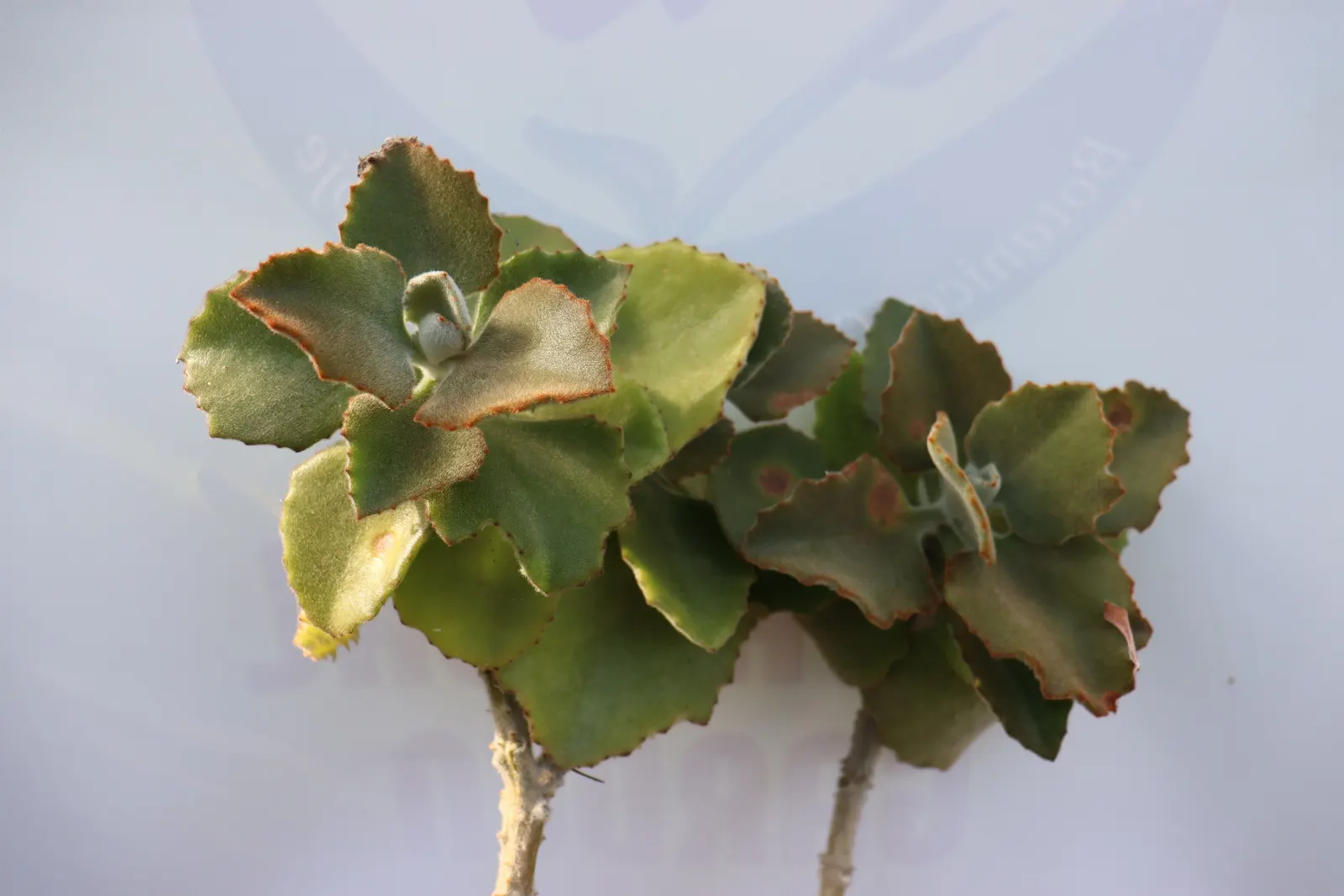 Felt Plant Or Bush, Velvetleaf (Kalanchoe Beharensis) — giving it a velvety texture; this slow-growing succulent prefers full sun to partial shade, image 50