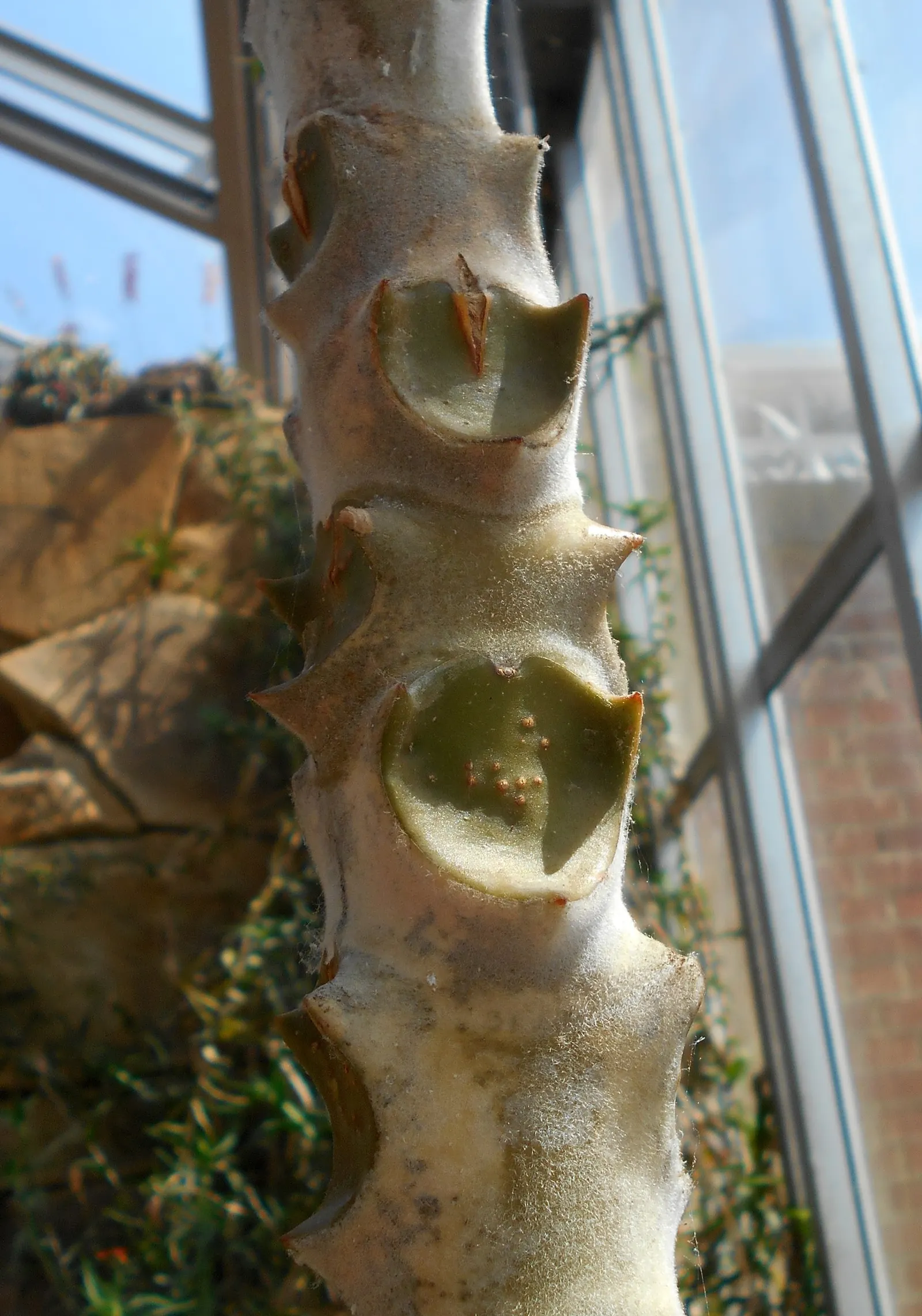 Felt Plant Or Bush, Velvetleaf (Kalanchoe Beharensis) — Its mature foliage is olive green with a silvery-white sheen, due to fine hair-like structures