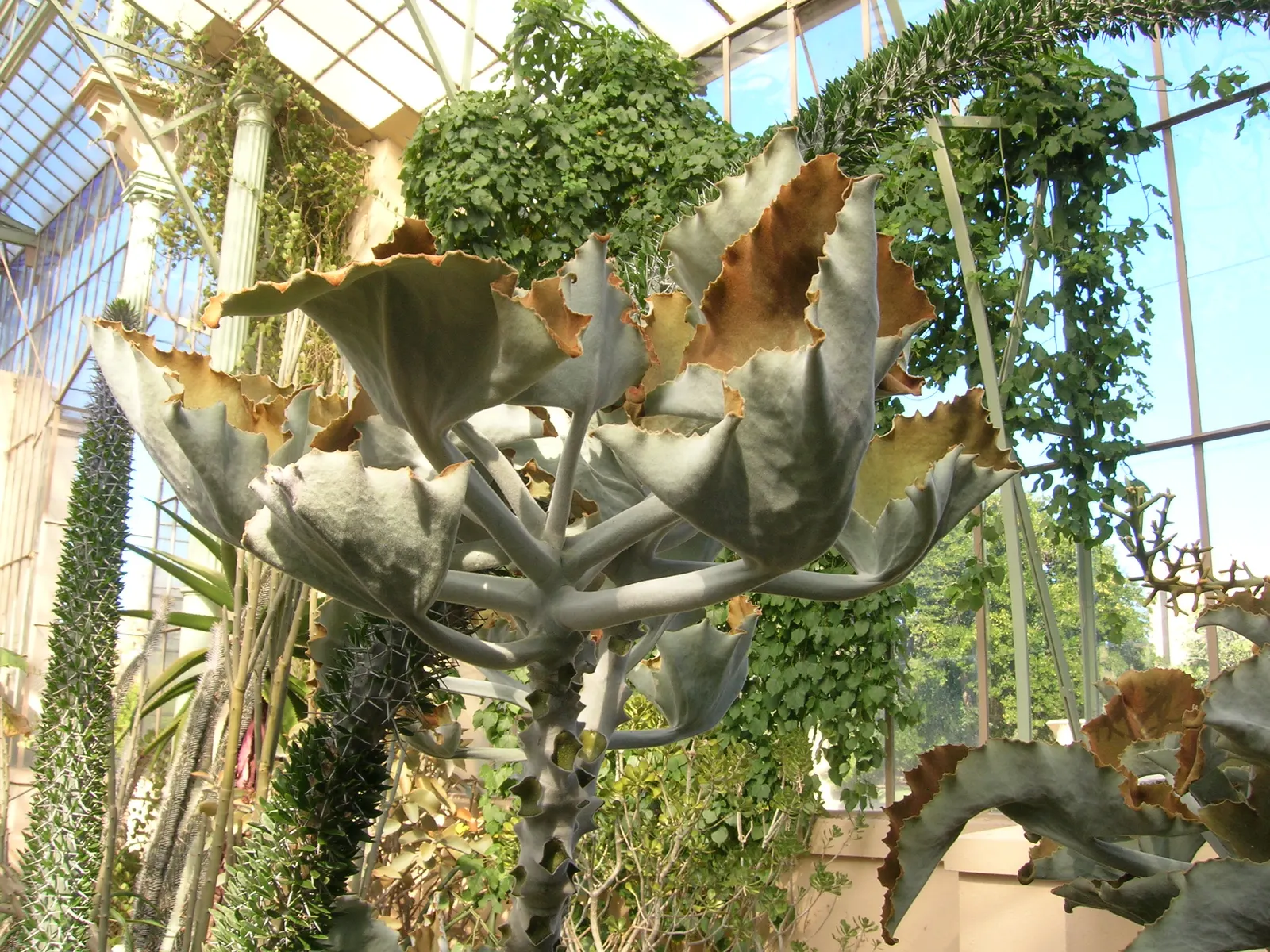 Felt Plant Or Bush, Velvetleaf (Kalanchoe Beharensis) — triangular-shaped leaves with a velvety texture; the foliage of the Kalanchoe beharensis is covered in