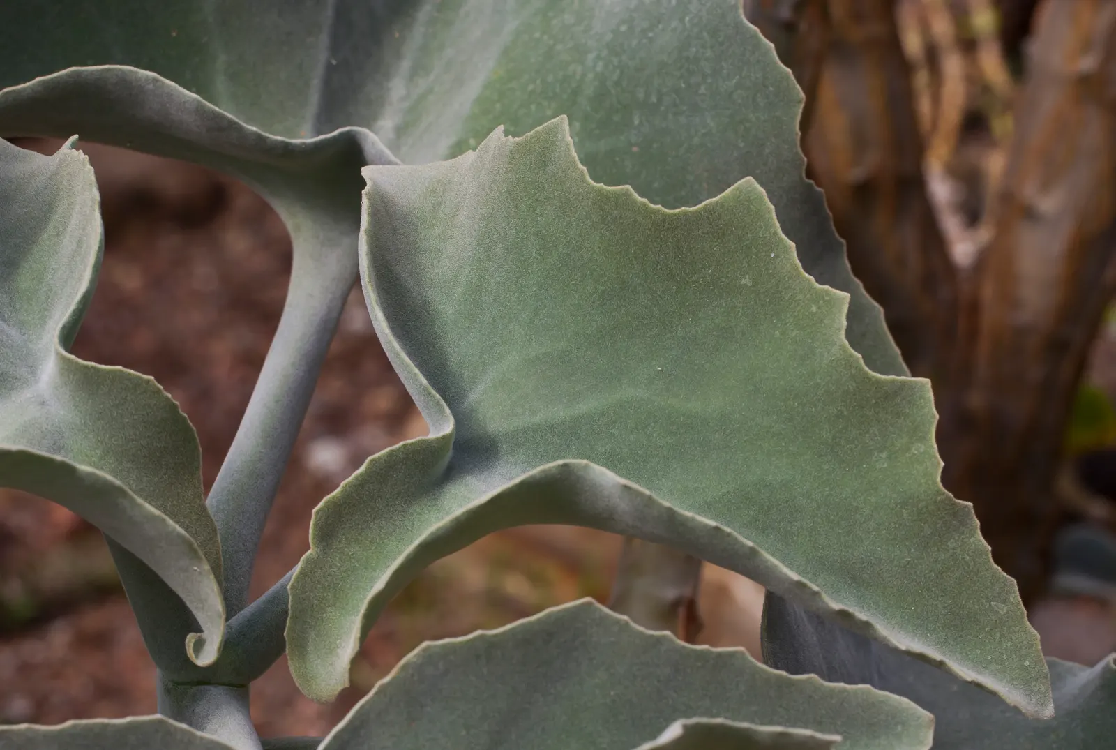 Felt Plant Or Bush, Velvetleaf (Kalanchoe Beharensis) — commonly called Felt Plant or Velvet Leaf