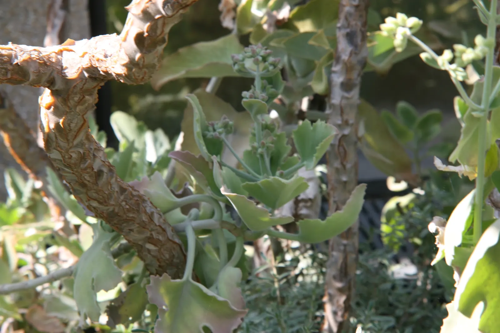 Felt Plant Or Bush, Velvetleaf (Kalanchoe Beharensis) — this slow-growing shrub can reach up to 12 feet in height