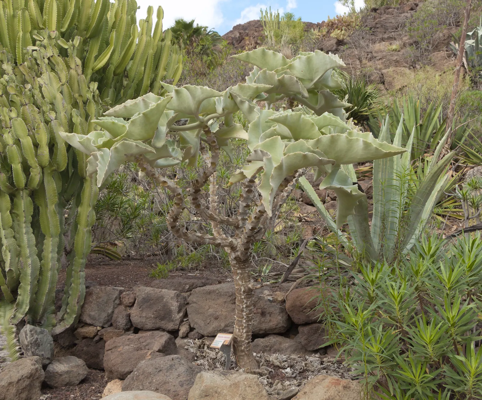 Felt Plant Or Bush, Velvetleaf (Kalanchoe Beharensis) — commonly known as Felt Plant or Velvetleaf; is a distinctive succulent that lends both texture and a