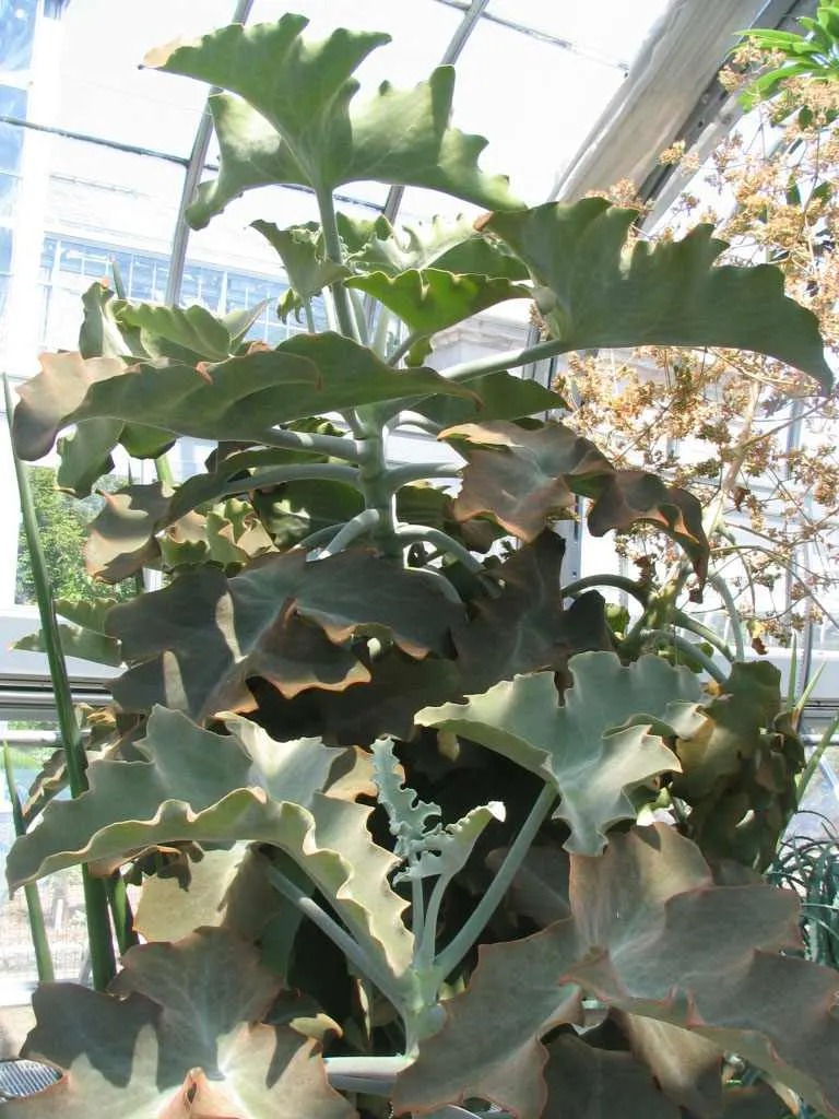 Felt Plant Or Bush, Velvetleaf (Kalanchoe Beharensis) — Full sun to partial shade will yield the best growth results; commonly known as Felt Plant or Velvetleaf