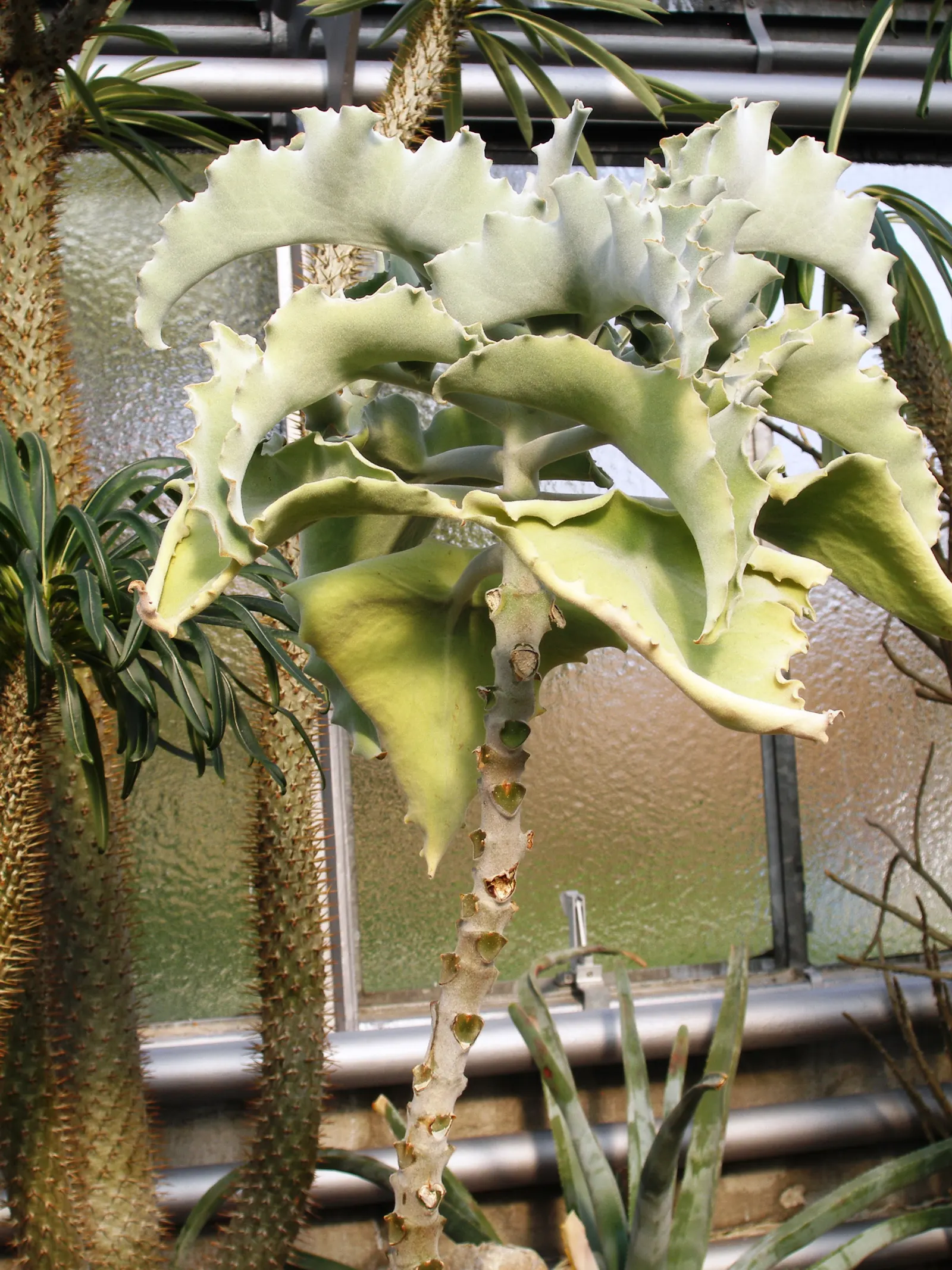 Felt Plant Or Bush, Velvetleaf (Kalanchoe Beharensis) — this slow-growing shrub can reach up to 12 feet in height; and reaches an approximate, image 47