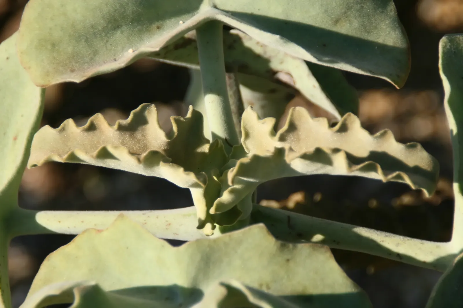 Felt Plant Or Bush, Velvetleaf (Kalanchoe Beharensis) — Its mature foliage is olive green with a silvery-white sheen, due to fine hair-like, image 61