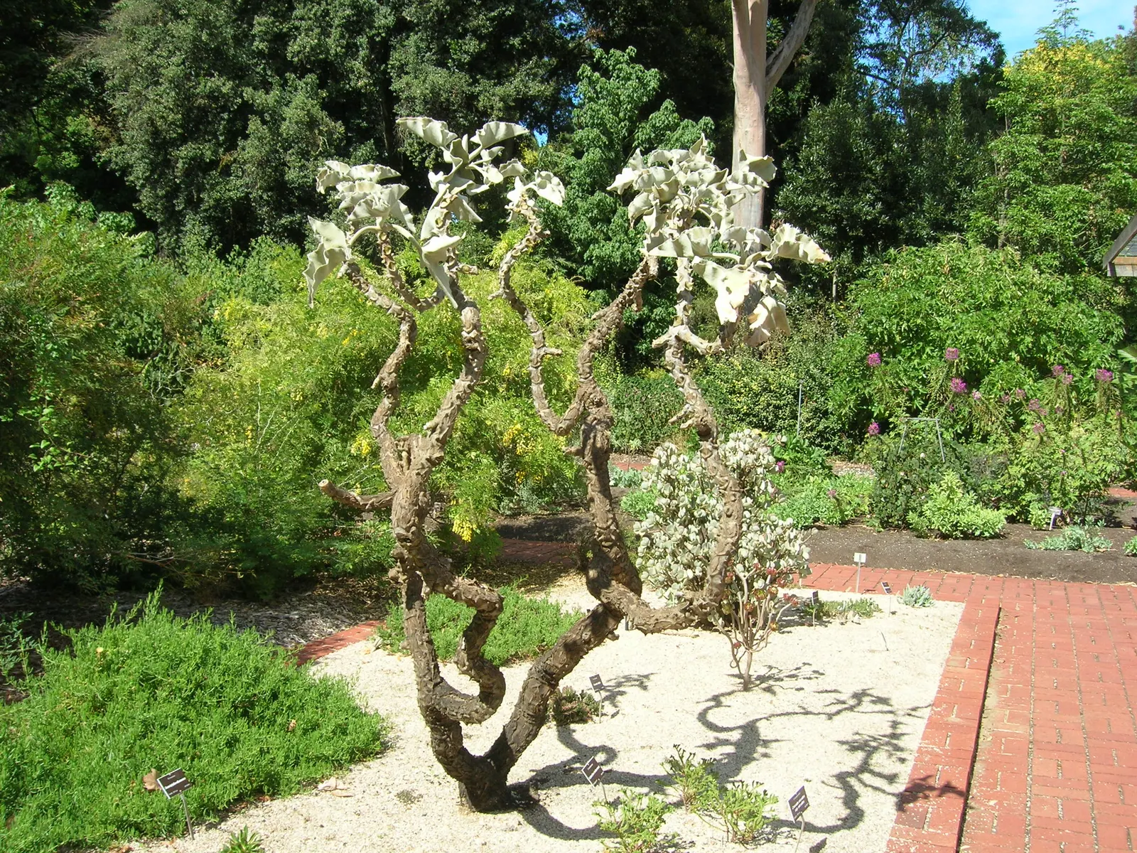 Felt Plant Or Bush, Velvetleaf (Kalanchoe Beharensis) — and reaches an approximate height of 3-5 feet with a spread of 2-3 feet; incorporating the Kalanchoe