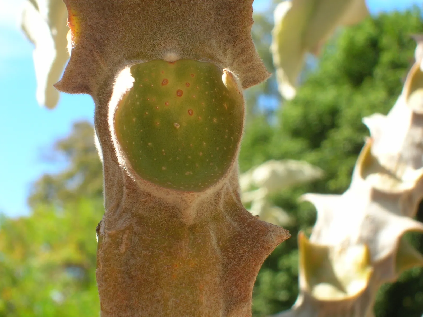 Felt Plant Or Bush, Velvetleaf (Kalanchoe Beharensis) — tactile element in xeriscaped gardens