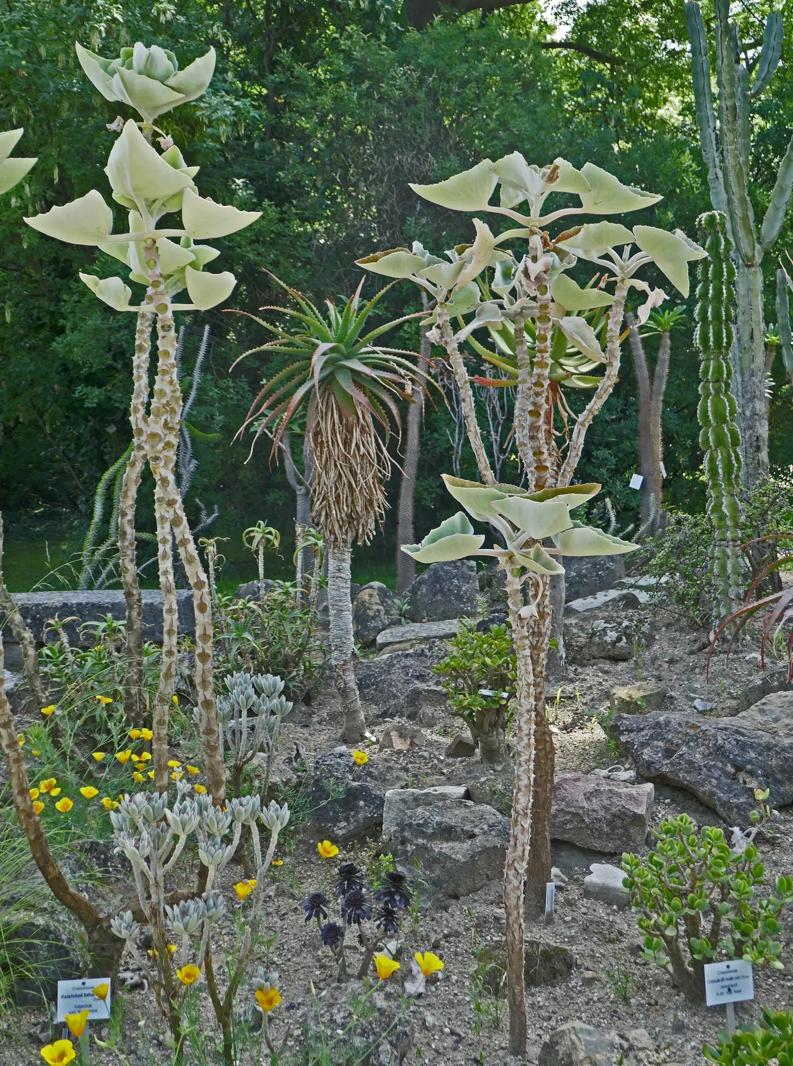 Felt Plant Or Bush, Velvetleaf (Kalanchoe Beharensis) — tactile element in xeriscaped gardens; commonly called Felt Plant or Velvet Leaf, image 44