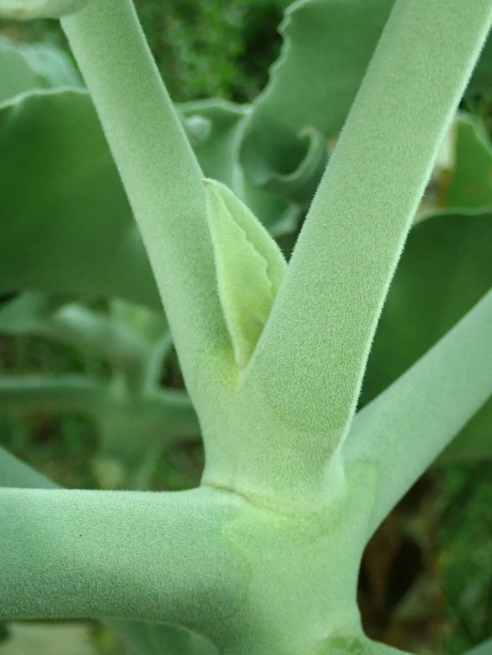 Felt Plant Or Bush, Velvetleaf (Kalanchoe Beharensis) — triangular-shaped leaves with a velvety texture; the foliage of the Kalanchoe beharensis is, image 59