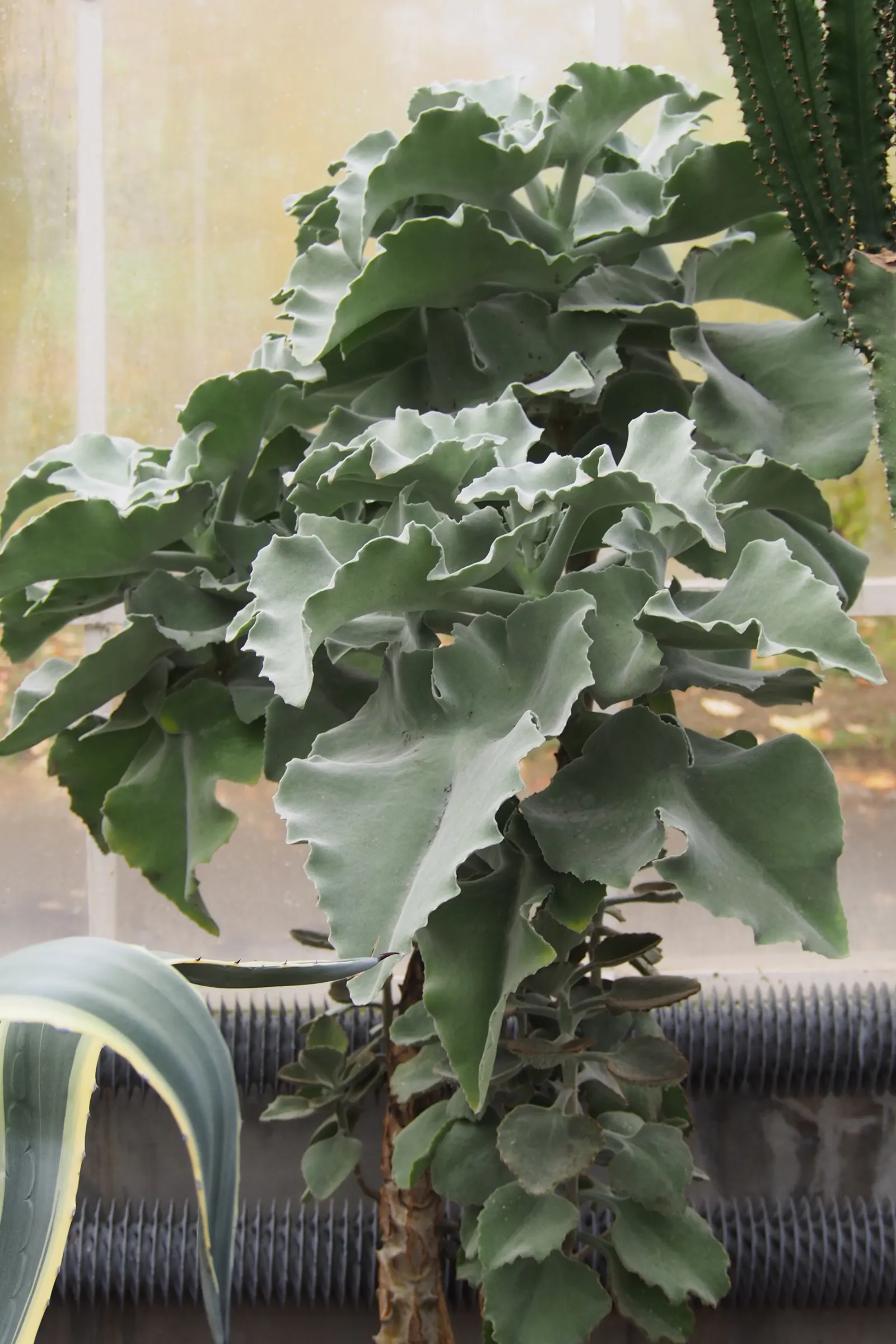 Felt Plant Or Bush, Velvetleaf (Kalanchoe Beharensis) — commonly called Felt Plant or Velvet Leaf; its mature foliage is olive green with a silvery-white