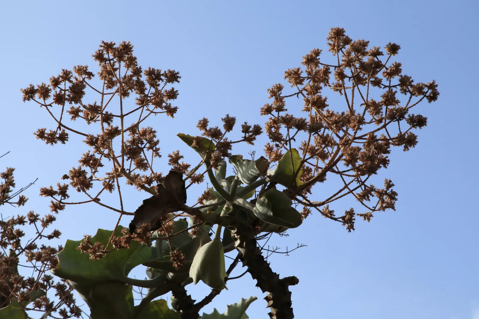 Felt Plant Or Bush, Velvetleaf (Kalanchoe Beharensis) — some afternoon shade is beneficial to prevent scorching
