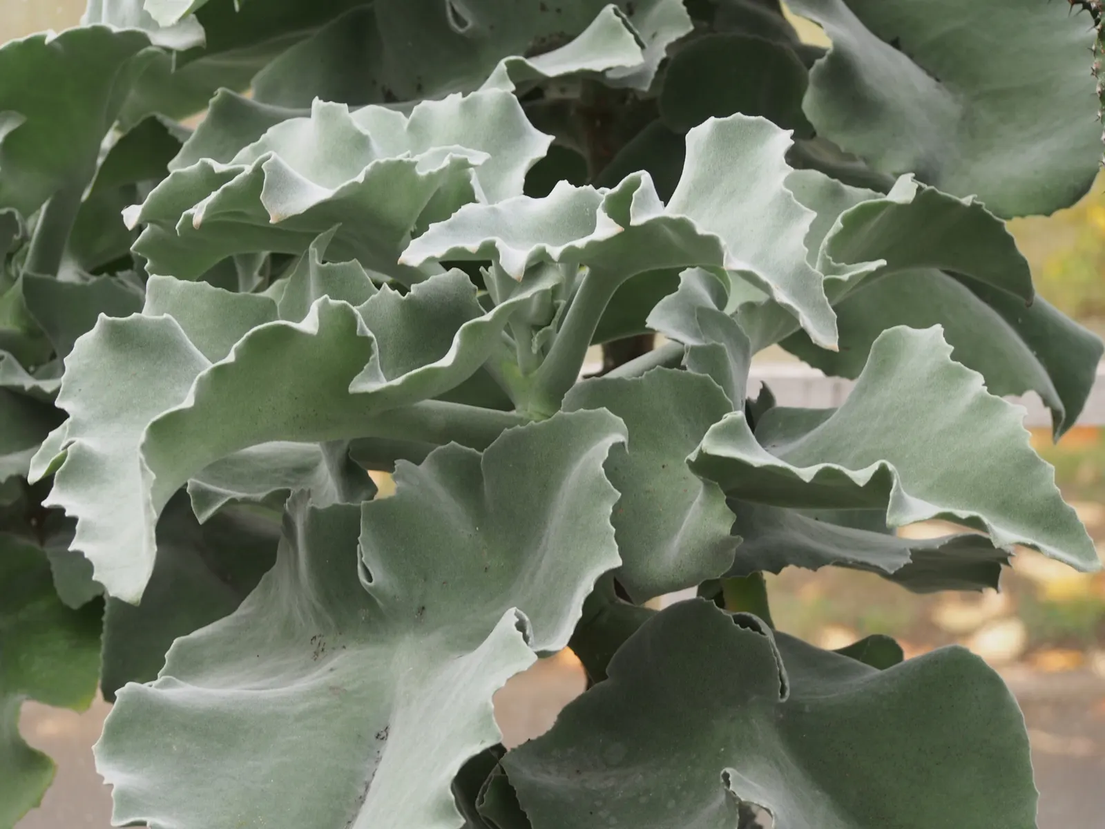 Felt Plant Or Bush, Velvetleaf (Kalanchoe Beharensis) — This slow-growing succulent prefers full sun to partial shade and well-drained soil; the olive-green