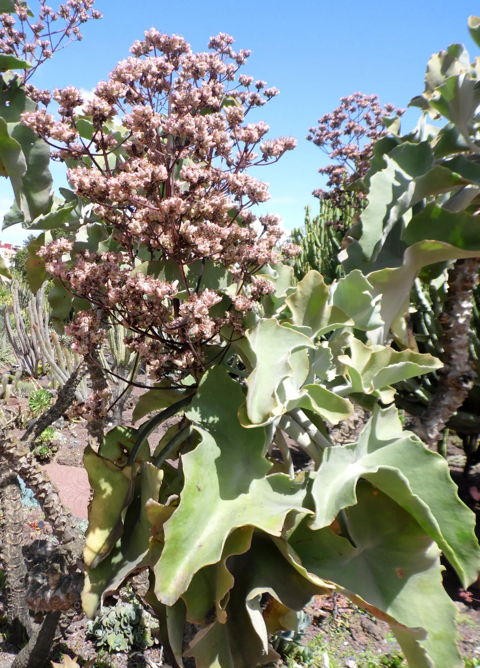 Felt Plant Or Bush, Velvetleaf (Kalanchoe Beharensis) — This slow-growing succulent prefers full sun to partial shade and well-drained soil; the, image 43