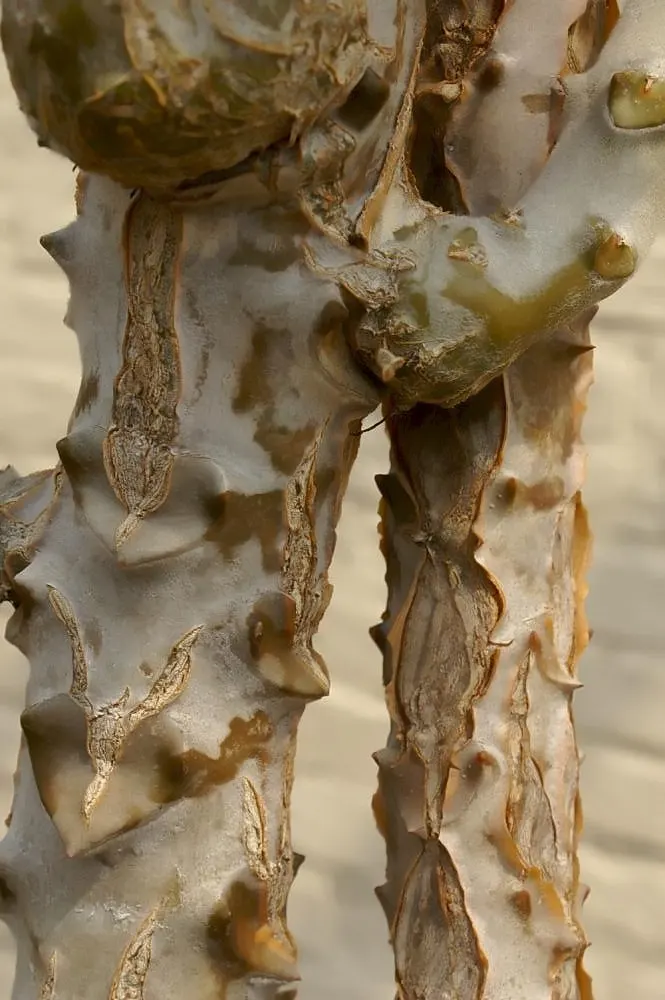 Felt Plant Or Bush, Velvetleaf (Kalanchoe Beharensis) — the foliage of the Kalanchoe beharensis is covered in a fine layer of felt-like hairs; some, image 68