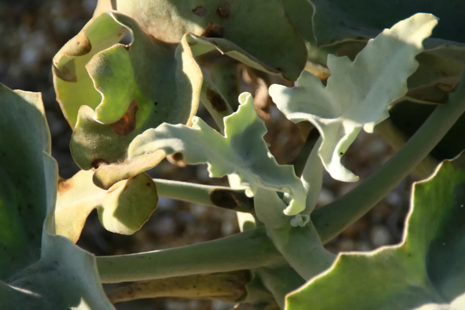 Felt Plant Or Bush, Velvetleaf (Kalanchoe Beharensis) — The olive-green leaves with brown or silver-gray markings are often crinkled or folded; giving it a