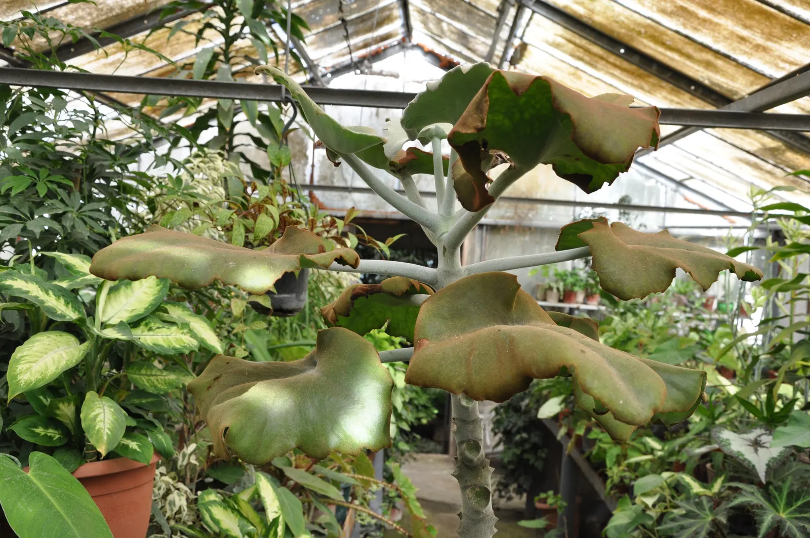 Felt Plant Or Bush, Velvetleaf (Kalanchoe Beharensis) — is a distinctive succulent that lends both texture and a touch of the exotic to landscape designs