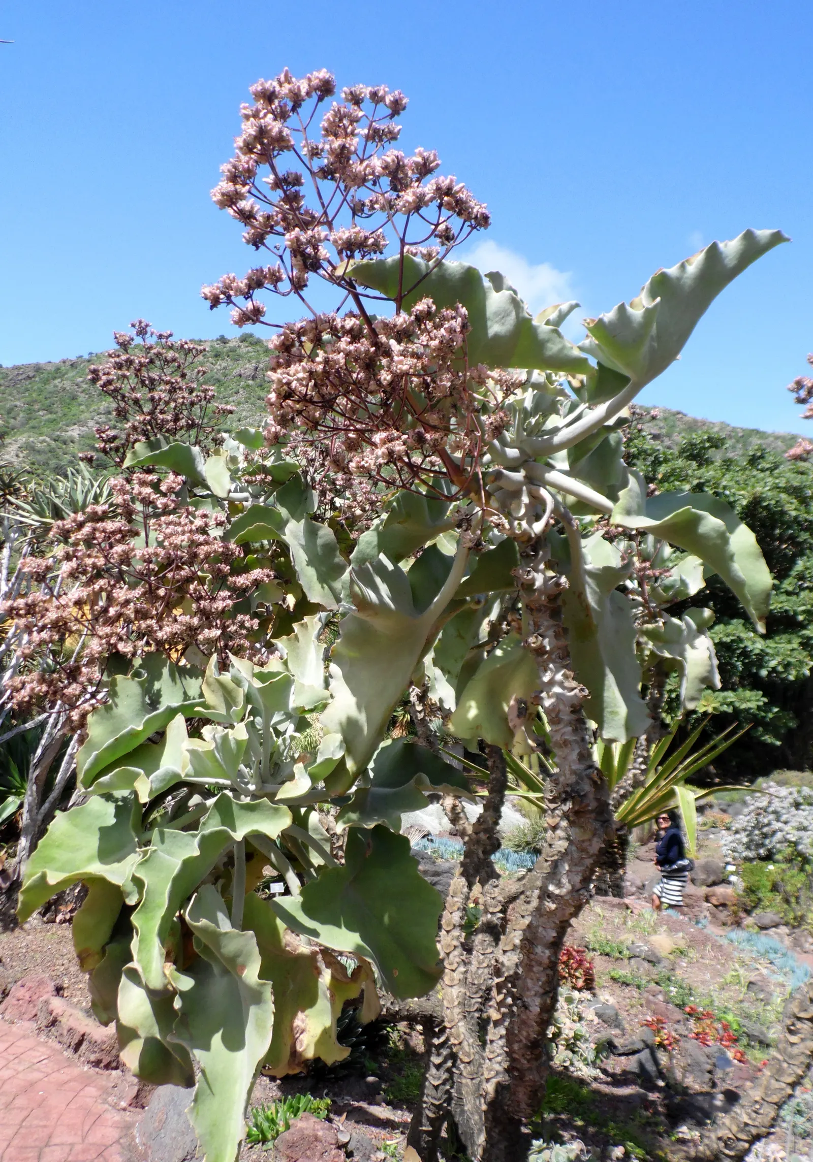Felt Plant Or Bush, Velvetleaf (Kalanchoe Beharensis) — succulent for full or half; though in particularly hot climates, image 57