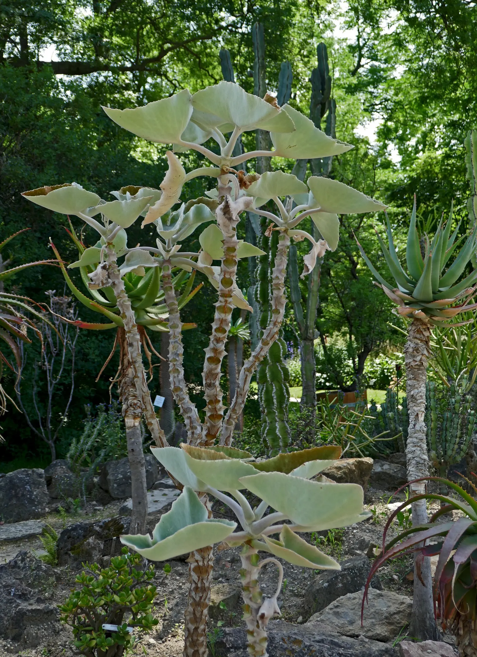 Felt Plant Or Bush, Velvetleaf (Kalanchoe Beharensis) — is a distinctive succulent that lends both texture and a touch of the exotic to landscape, image 46