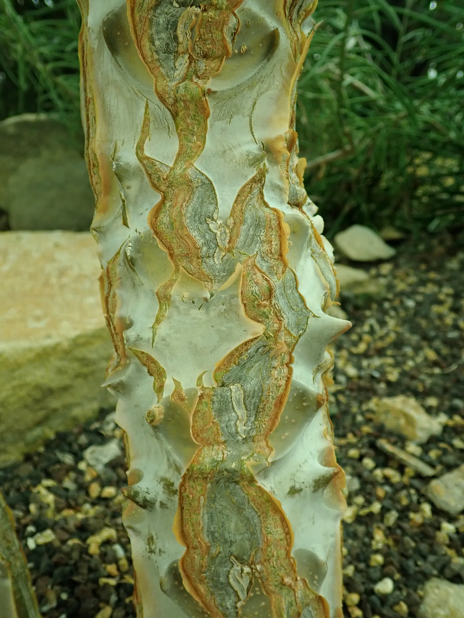 Felt Plant Or Bush, Velvetleaf (Kalanchoe Beharensis) — The olive-green leaves with brown or silver-gray markings are often crinkled or folded, image 51