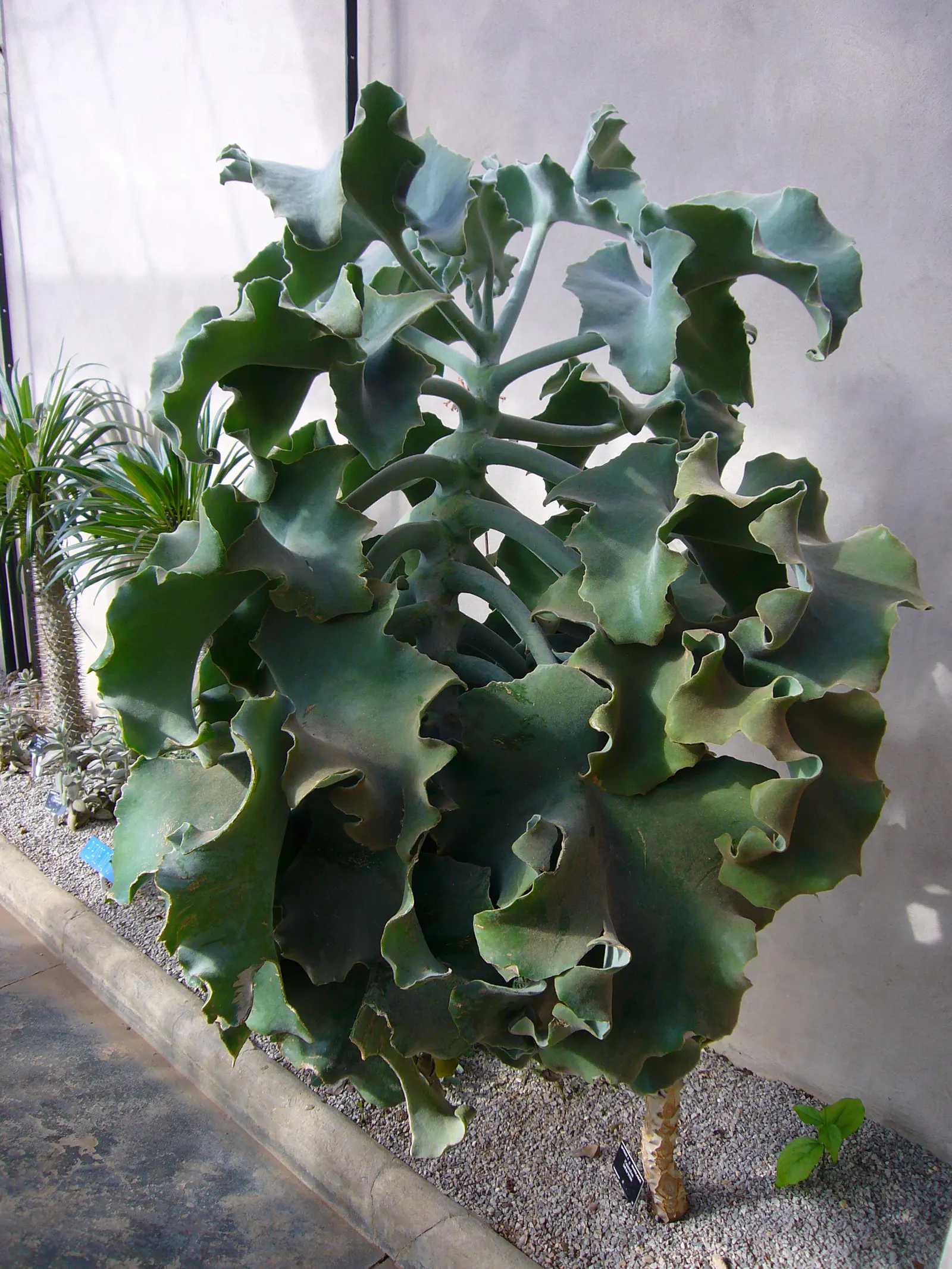Felt Plant Or Bush, Velvetleaf (Kalanchoe Beharensis) — tactile element in xeriscaped gardens; commonly called Felt Plant or Velvet Leaf, image 63