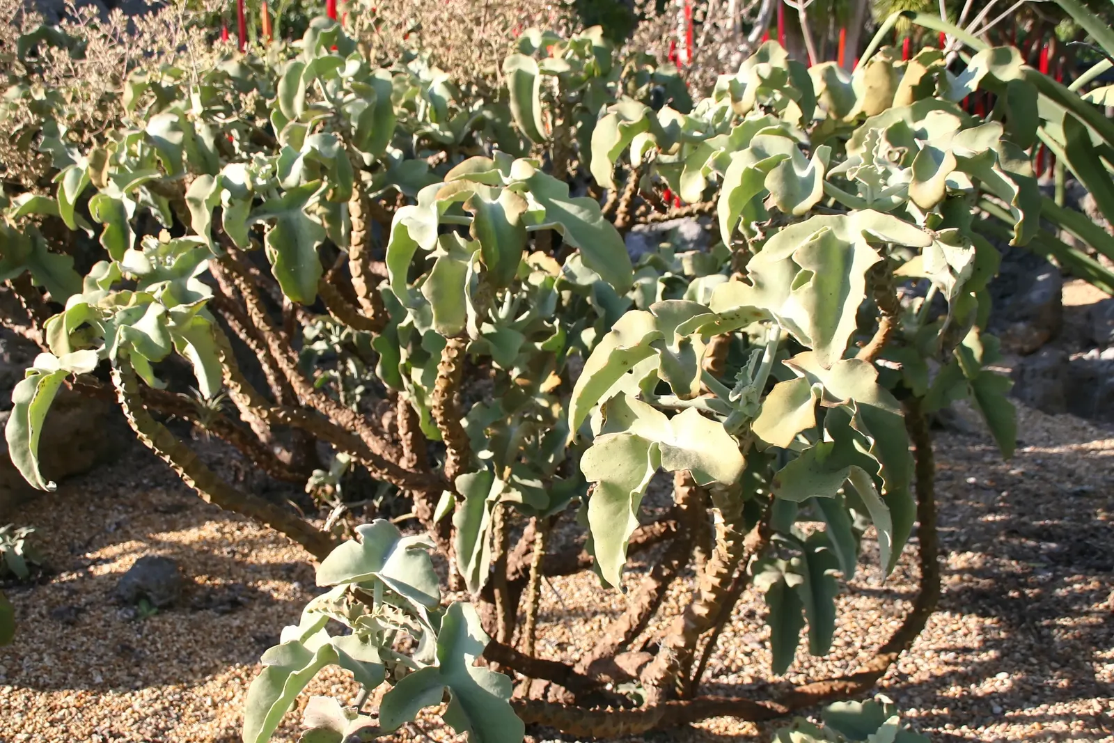 Felt Plant Or Bush, Velvetleaf (Kalanchoe Beharensis) — This slow-growing succulent prefers full sun to partial shade and well-drained soil