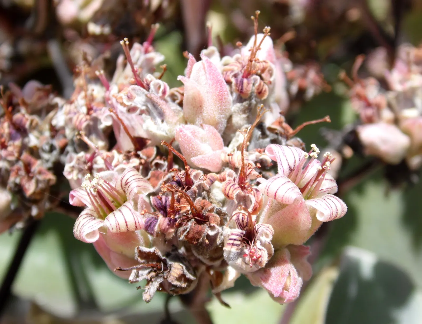 Felt Plant Or Bush, Velvetleaf (Kalanchoe Beharensis) — and reaches an approximate height of 3-5 feet with a spread of 2-3 feet; incorporating the, image 41