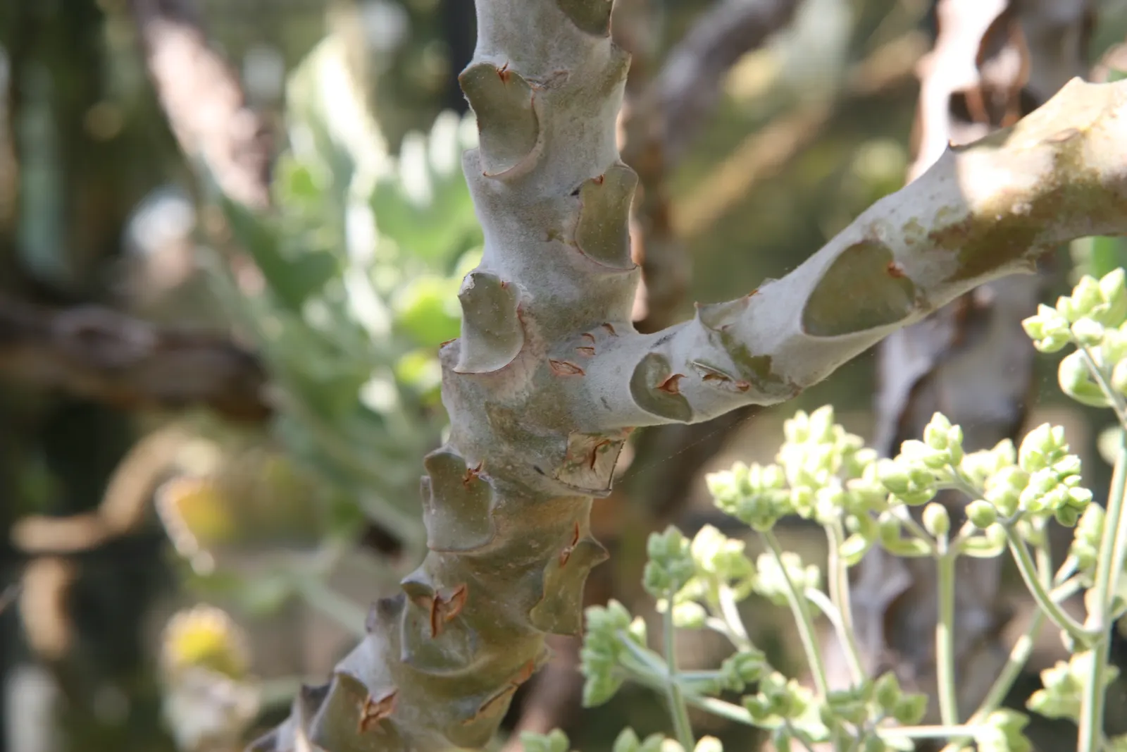 Felt Plant Or Bush, Velvetleaf (Kalanchoe Beharensis) — this slow-growing shrub can reach up to 12 feet in height; and reaches an approximate, image 66