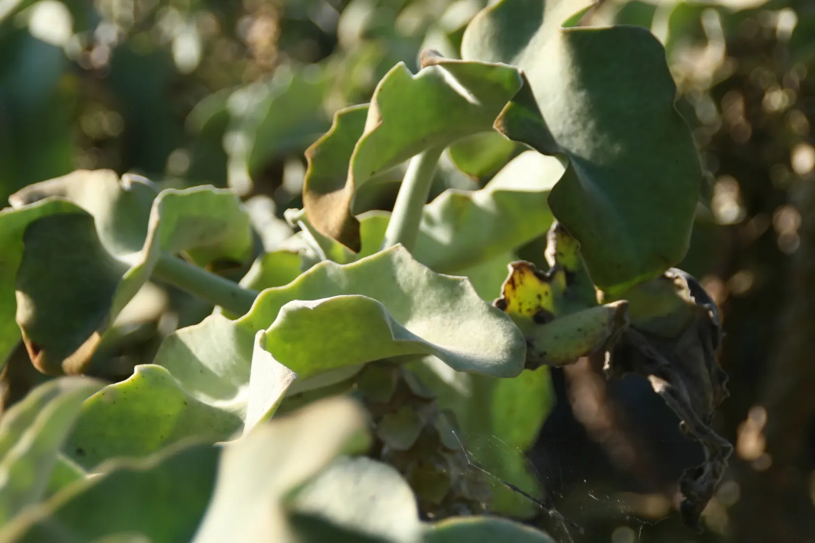 Felt Plant Or Bush, Velvetleaf (Kalanchoe Beharensis) — and reaches an approximate height of 3-5 feet with a spread of 2-3 feet