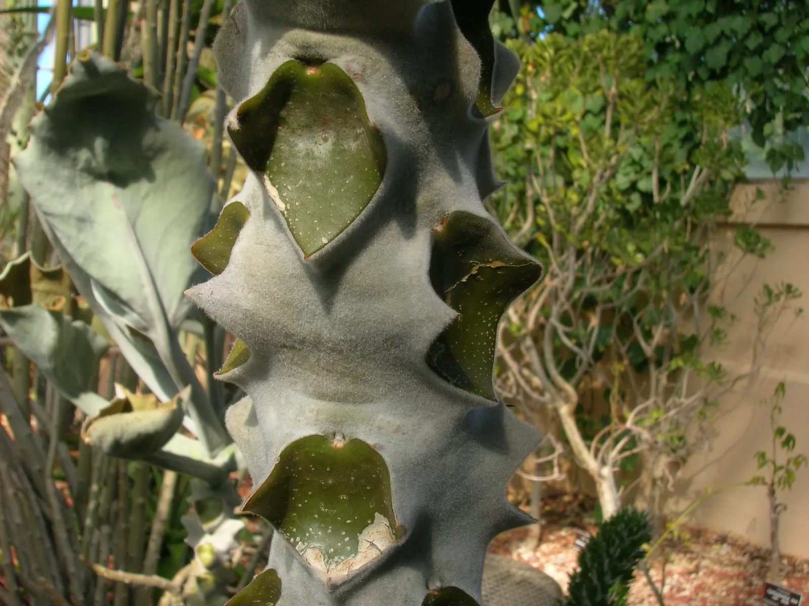 Felt Plant Or Bush, Velvetleaf (Kalanchoe Beharensis) — triangular leaves which can grow up to 8 inches long, image 67