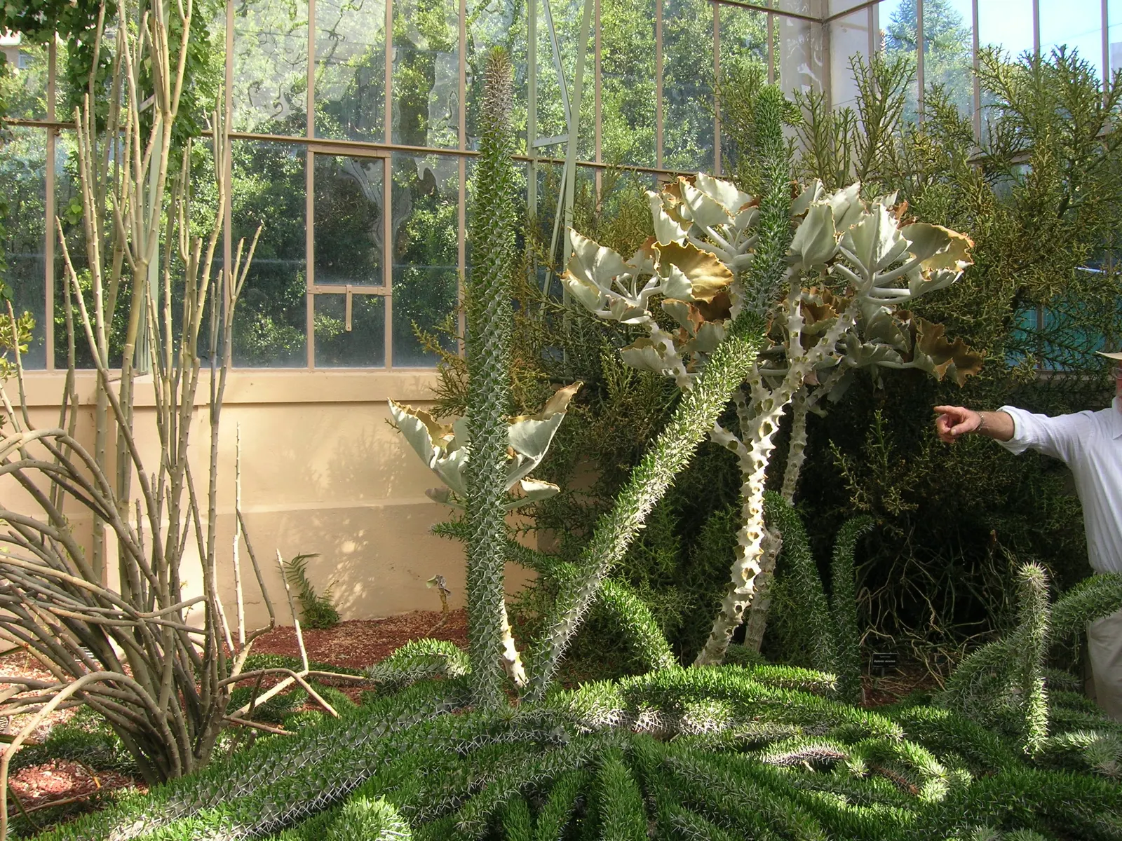 Felt Plant Or Bush, Velvetleaf (Kalanchoe Beharensis) — triangular leaves which can grow up to 8 inches long, image 29