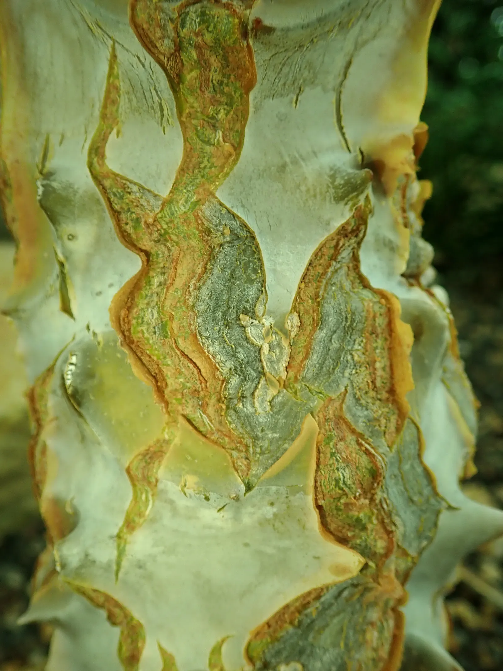 Felt Plant Or Bush, Velvetleaf (Kalanchoe Beharensis) — Full sun to partial shade will yield the best growth results