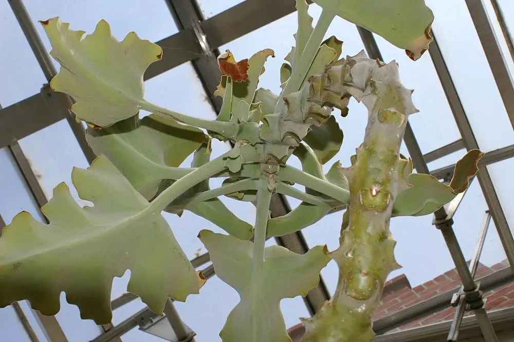 Felt Plant Or Bush, Velvetleaf (Kalanchoe Beharensis) — this slow-growing shrub can reach up to 12 feet in height; and reaches an approximate height of 3-5