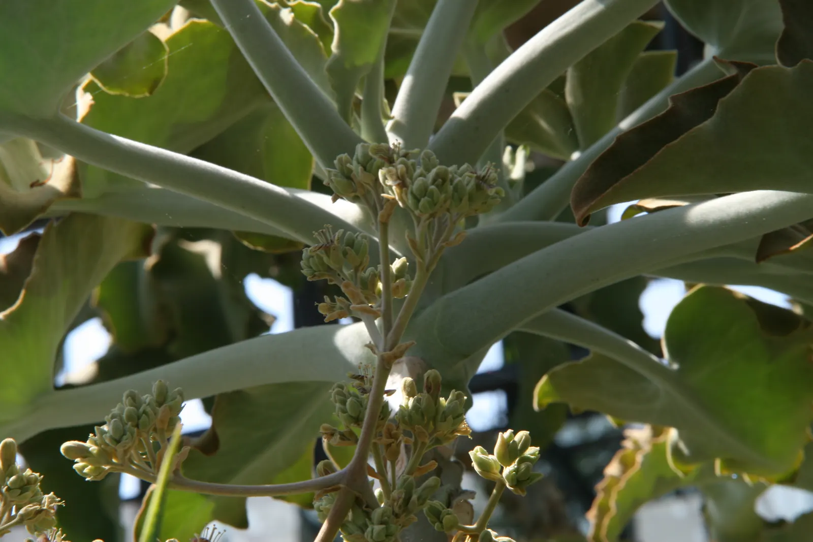 Felt Plant Or Bush, Velvetleaf (Kalanchoe Beharensis) — some afternoon shade is beneficial to prevent scorching; triangular-shaped leaves with a, image 55