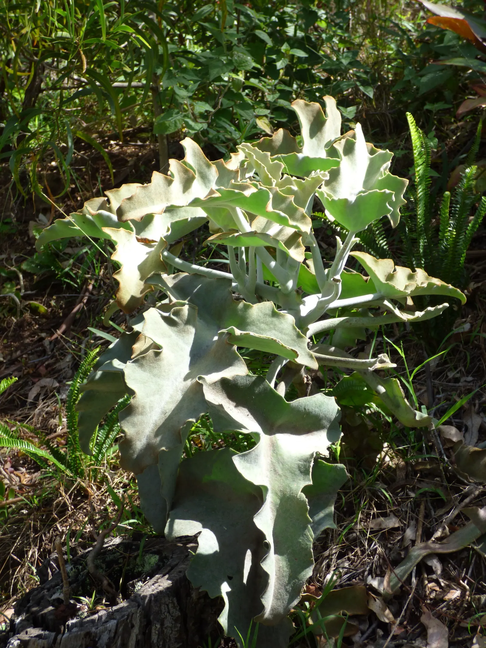 Felt Plant Or Bush, Velvetleaf (Kalanchoe Beharensis) — giving it a velvety texture; this slow-growing succulent prefers full sun to partial shade, image 69