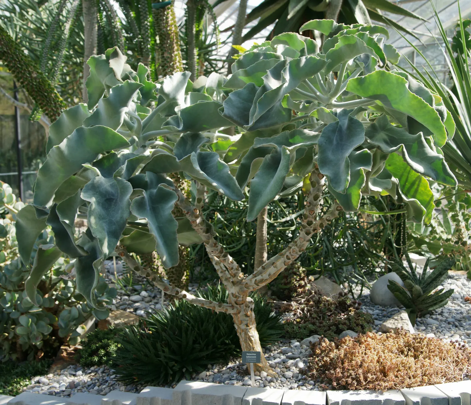 Felt Plant Or Bush, Velvetleaf (Kalanchoe Beharensis) — The olive-green leaves with brown or silver-gray markings are often crinkled or folded