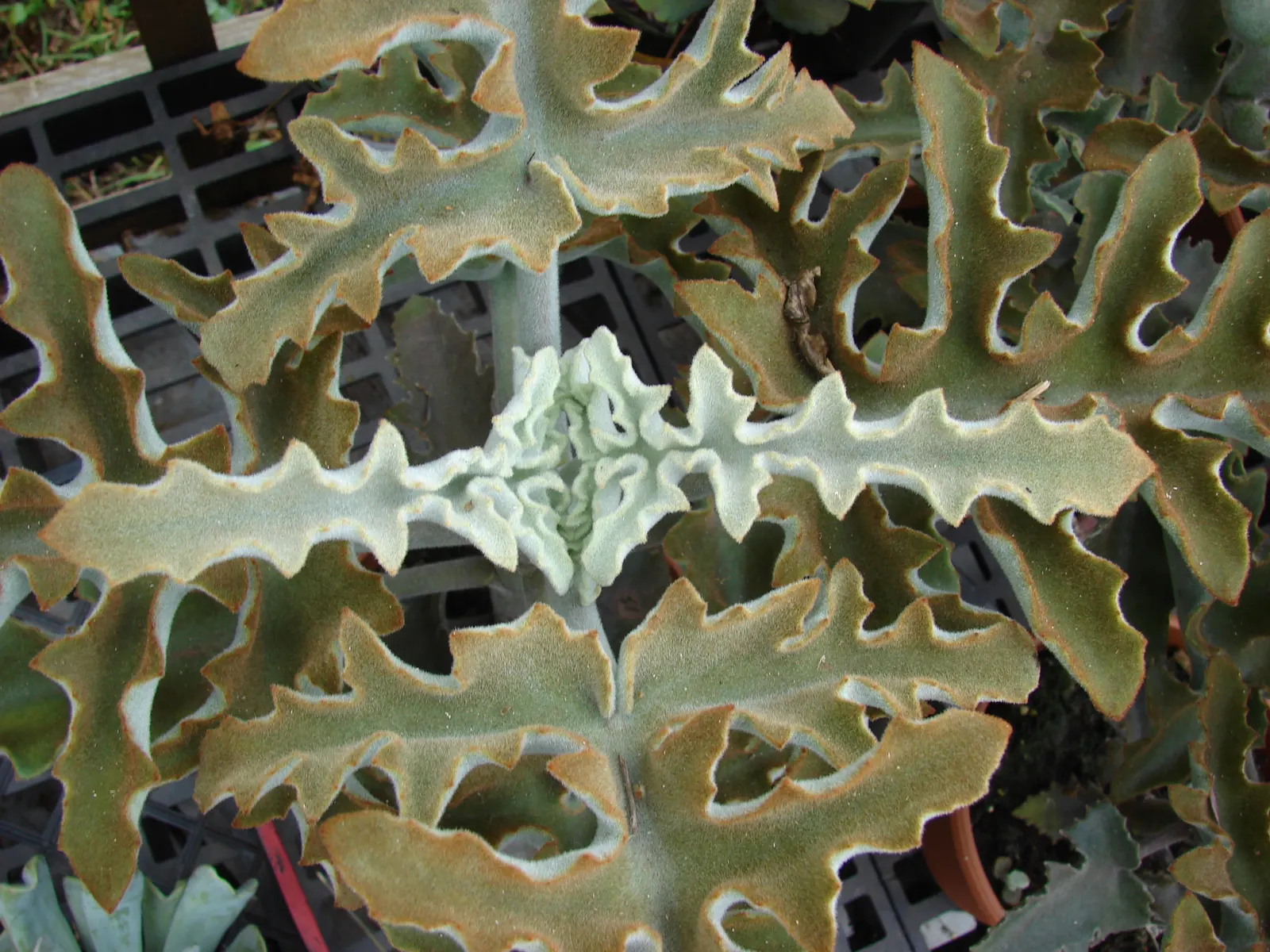 Felt Plant Or Bush, Velvetleaf (Kalanchoe Beharensis) — commonly known as Felt Plant or Velvetleaf