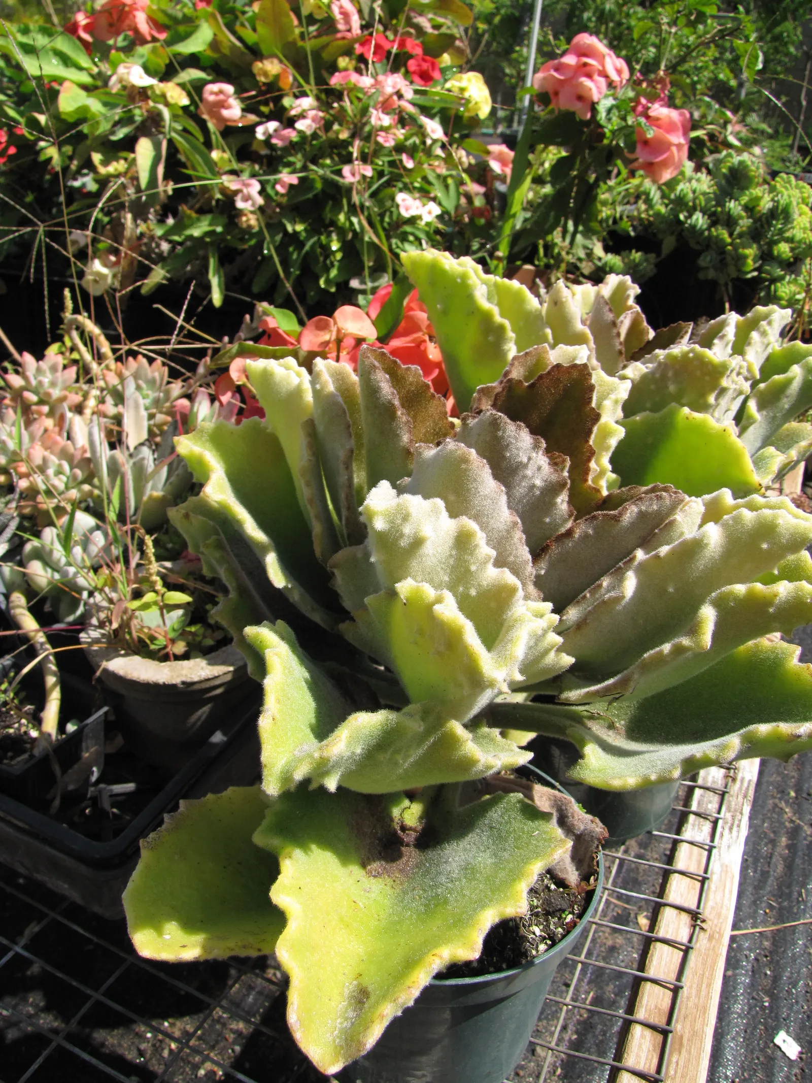 Felt Plant Or Bush, Velvetleaf (Kalanchoe Beharensis) — though in particularly hot climates; it is drought-tolerant once established, requiring, image 54