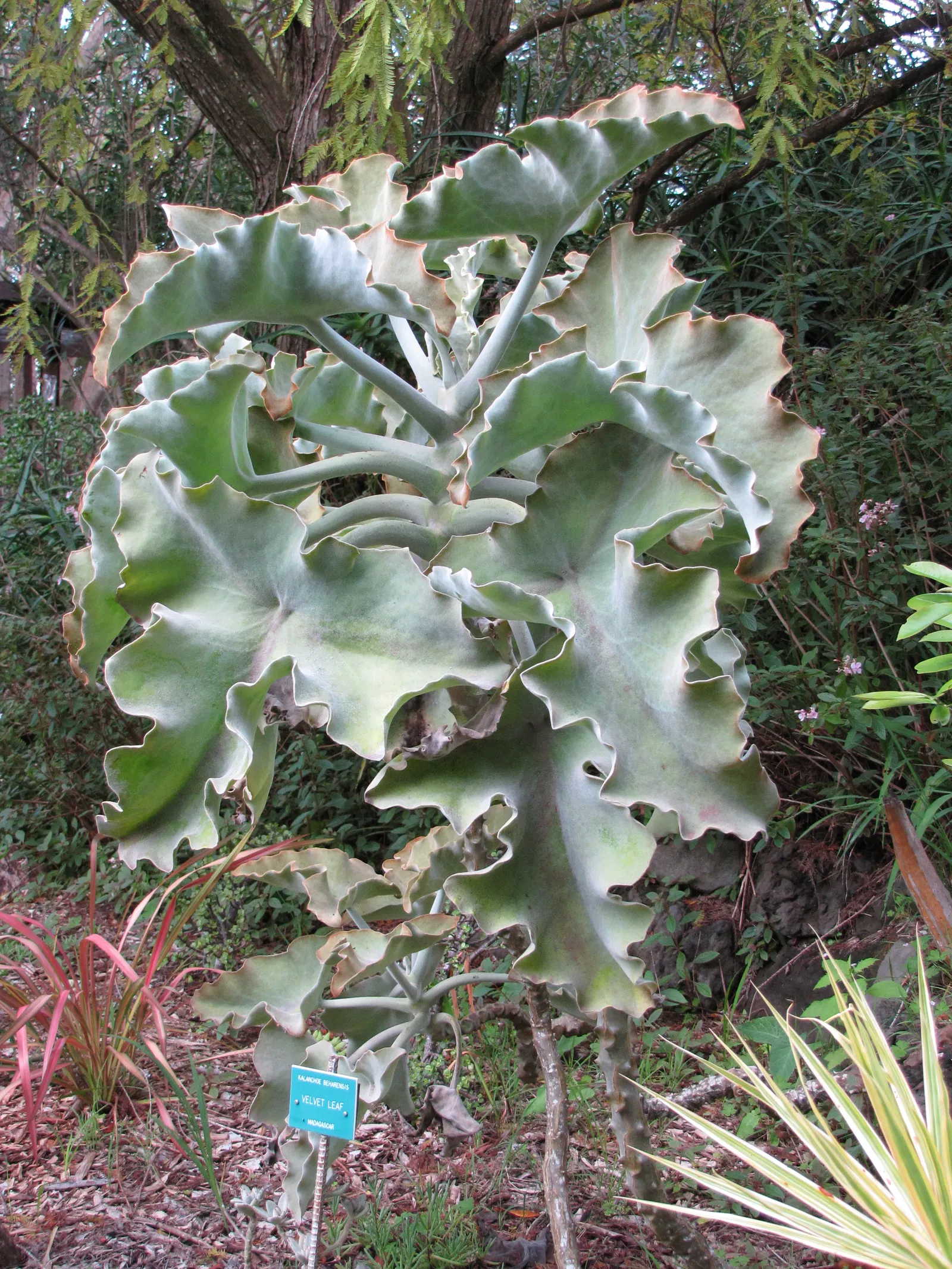 Felt Plant Or Bush, Velvetleaf (Kalanchoe Beharensis) — though in particularly hot climates; it is drought-tolerant once established, requiring minimal water