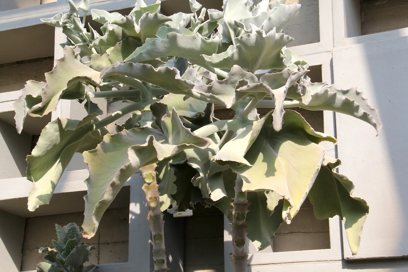 Felt Plant Or Bush, Velvetleaf (Kalanchoe Beharensis) — triangular leaves which can grow up to 8 inches long