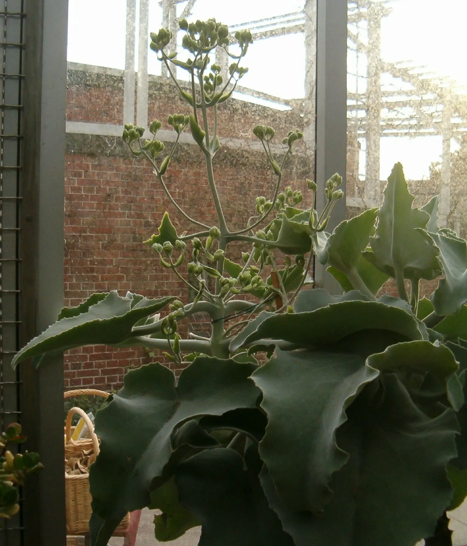 Felt Plant Or Bush, Velvetleaf (Kalanchoe Beharensis) — succulent for full or half